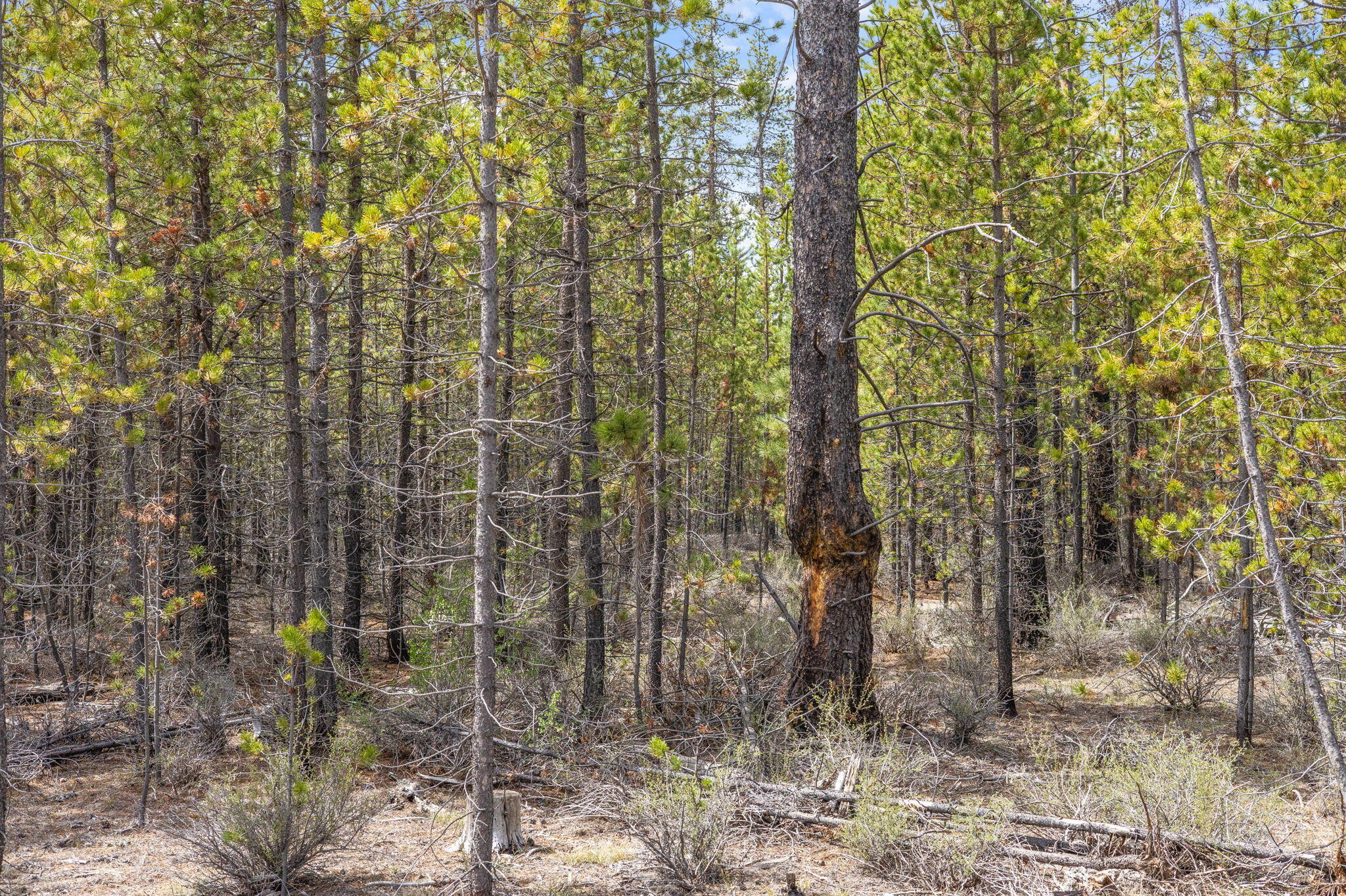 Wagon Trail Acreages - Land