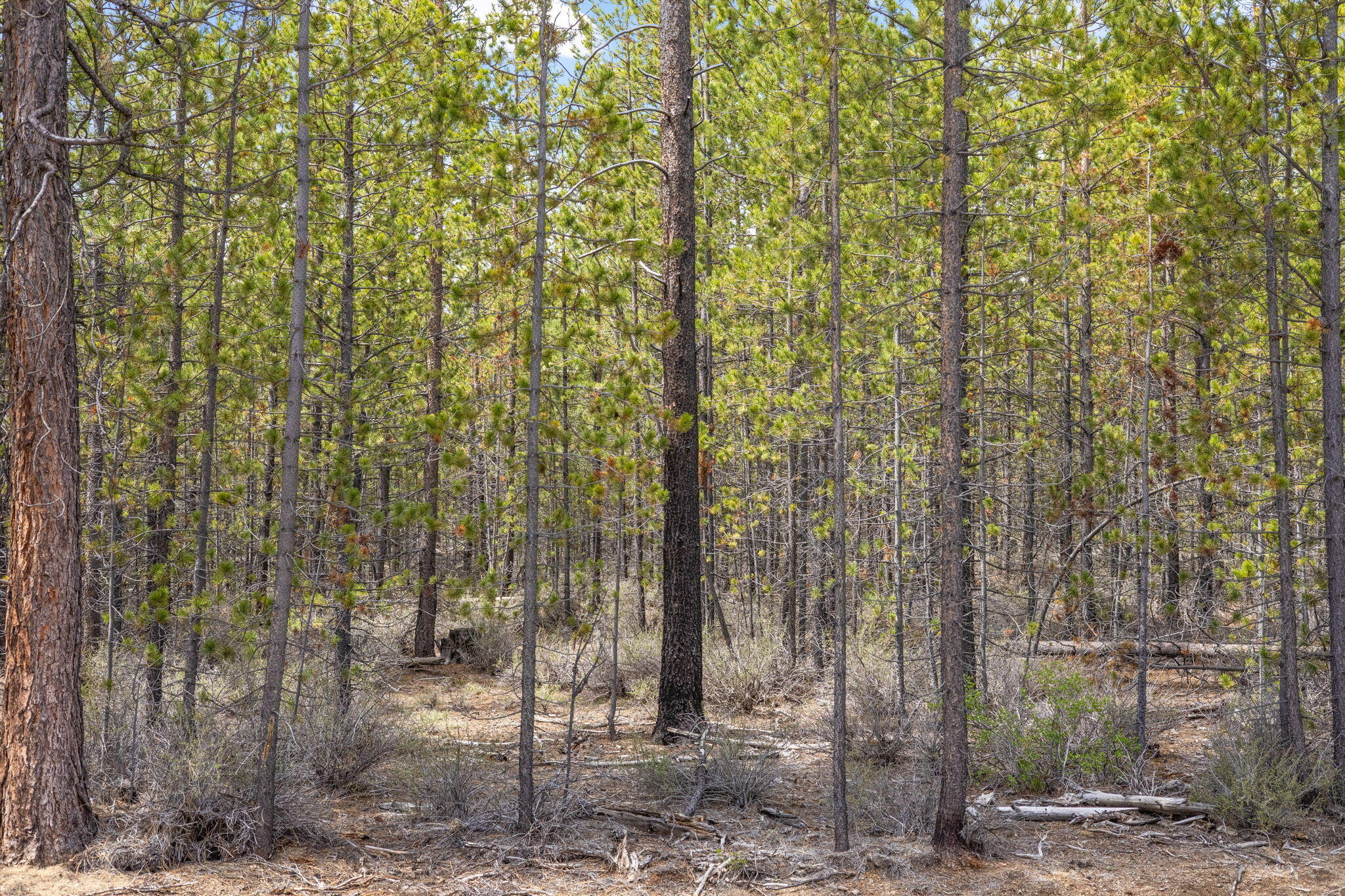 Wagon Trail Acreages - Land