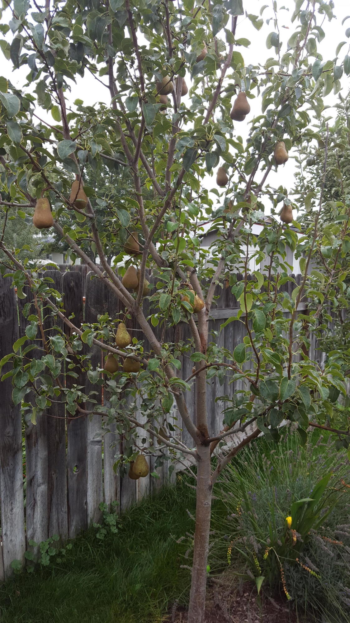 Hayden Acres - Residential