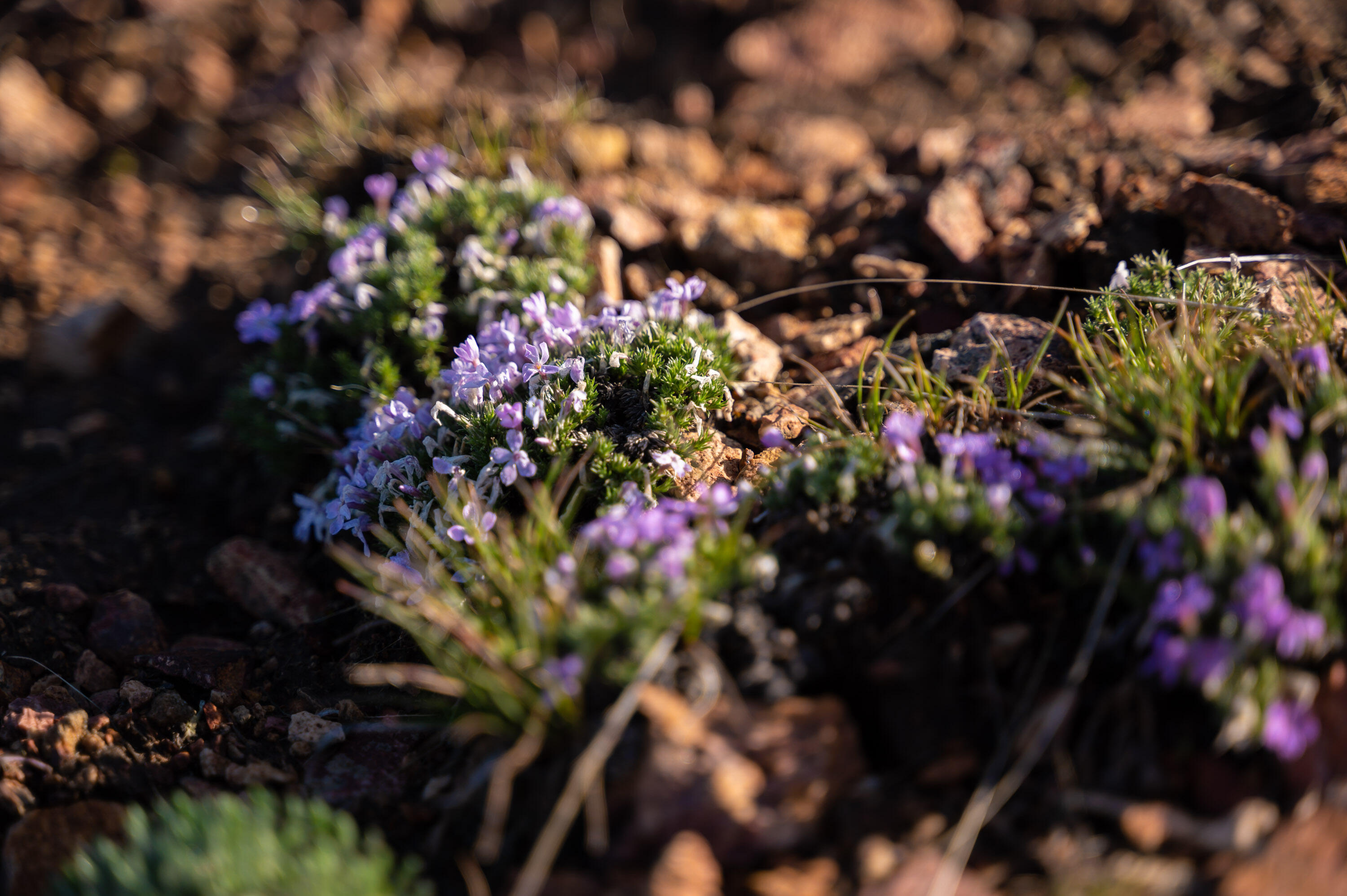 Powell Butte View - Land