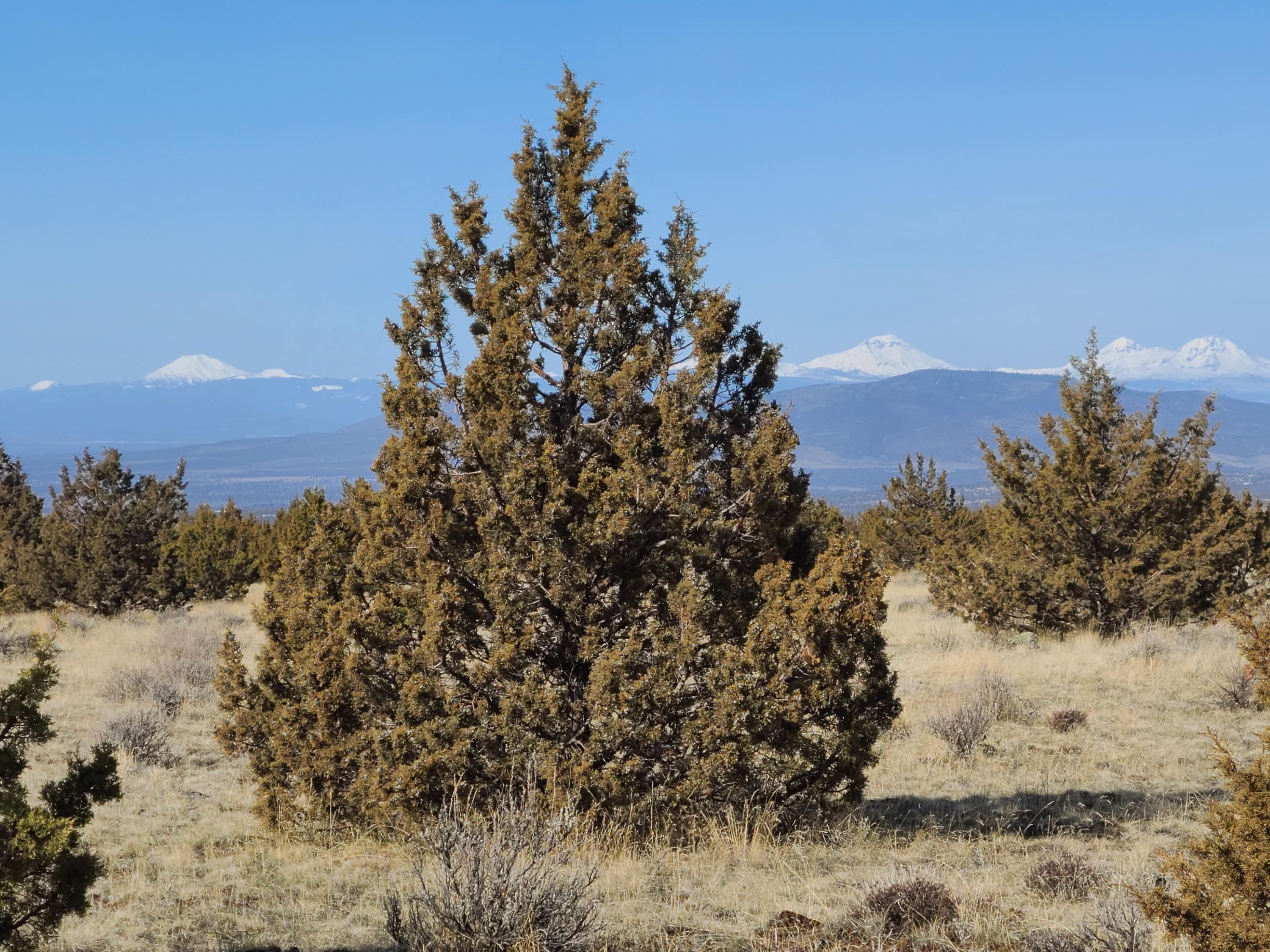 Ochoco Land + Livest - Land