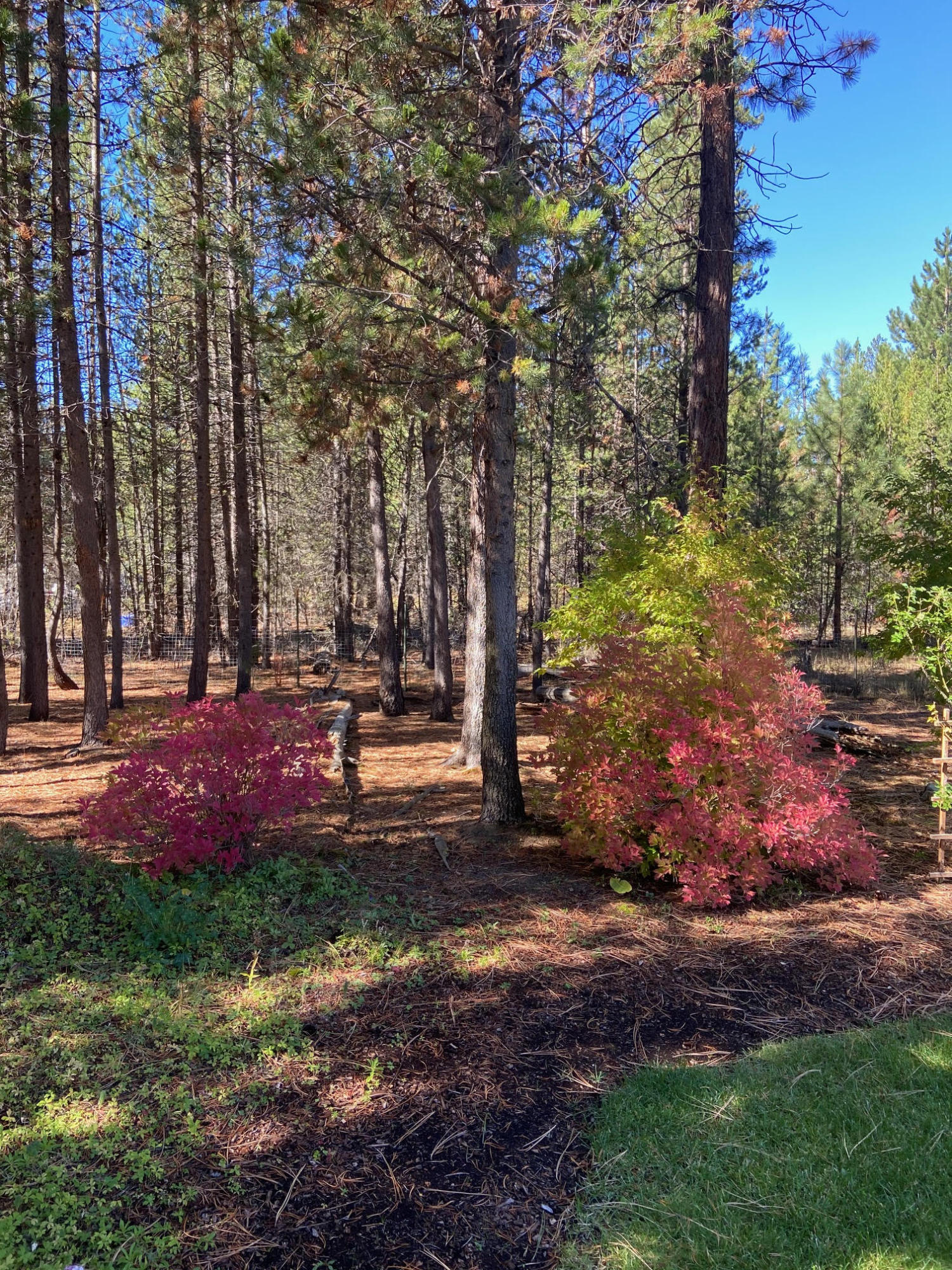 Tall Pines - Residential