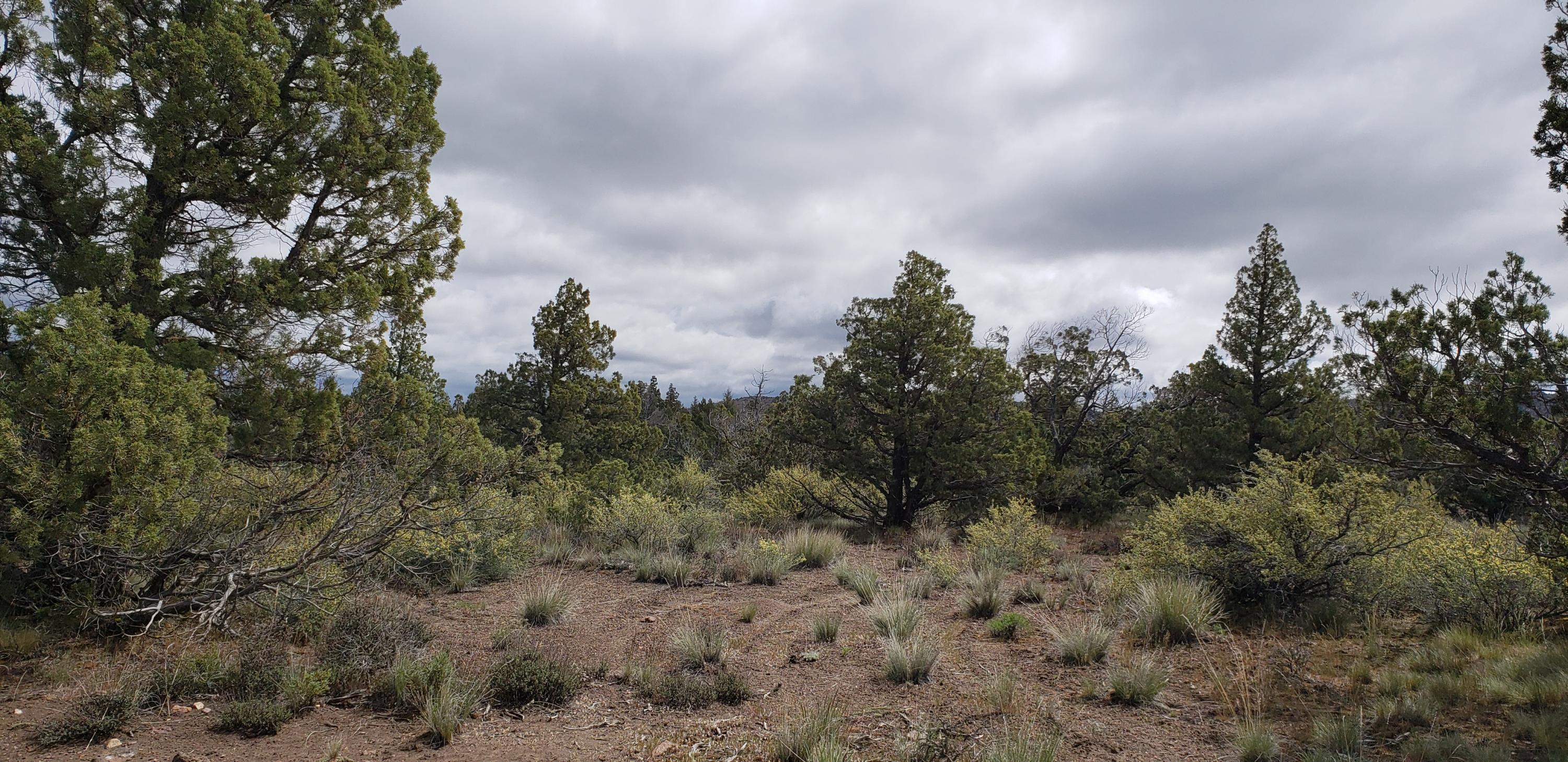 Juniper Acres - Land