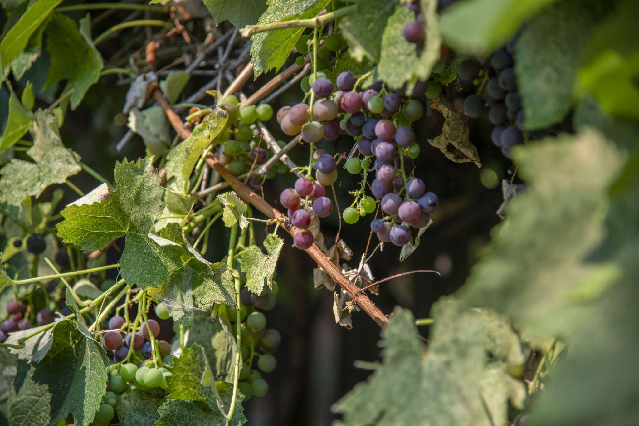 Red Bar Estates - Residential