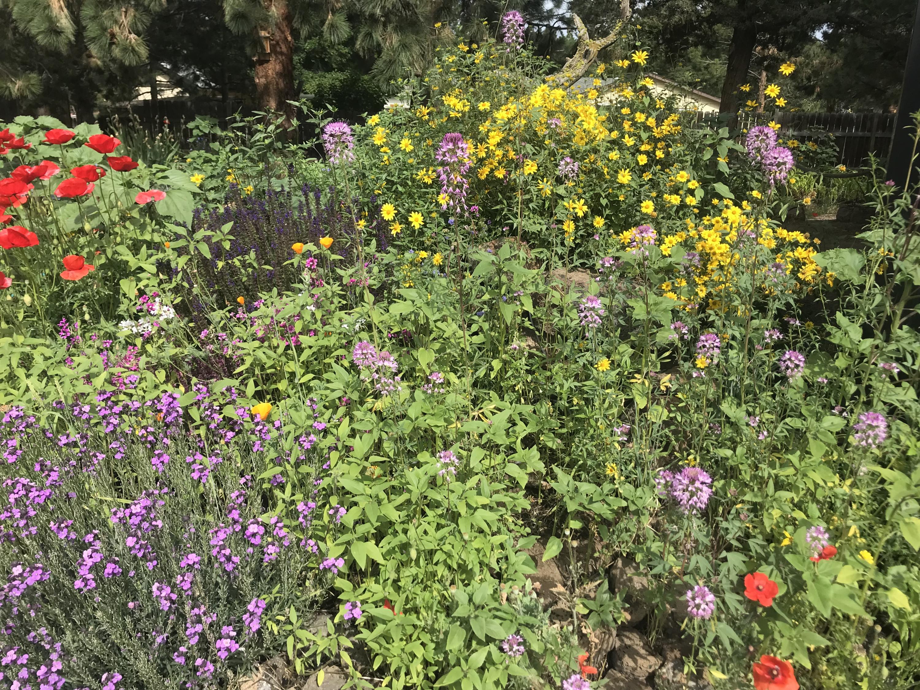 Desert Woods - Residential