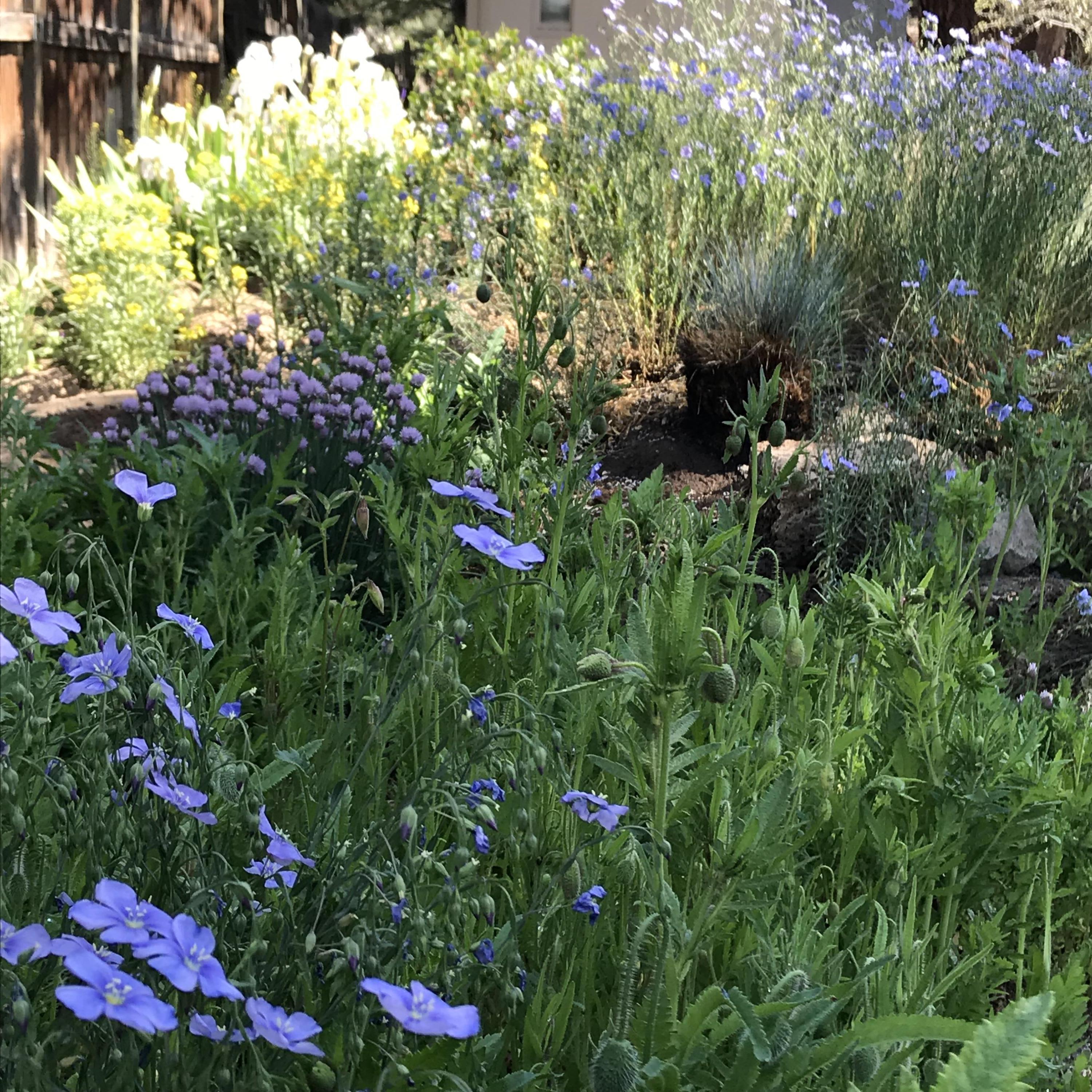 Desert Woods - Residential