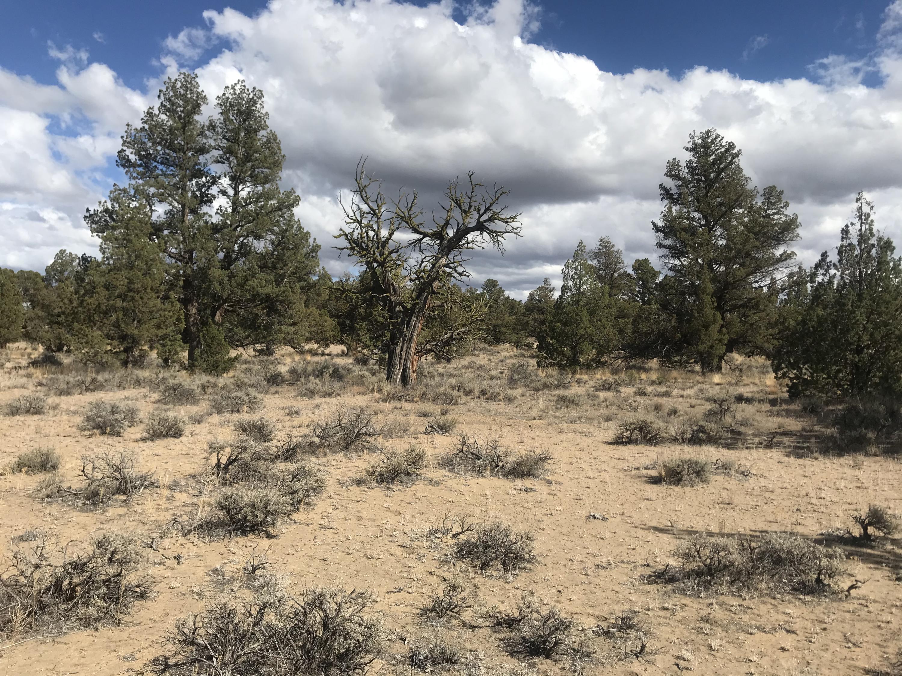 Bend Cascade View - Land