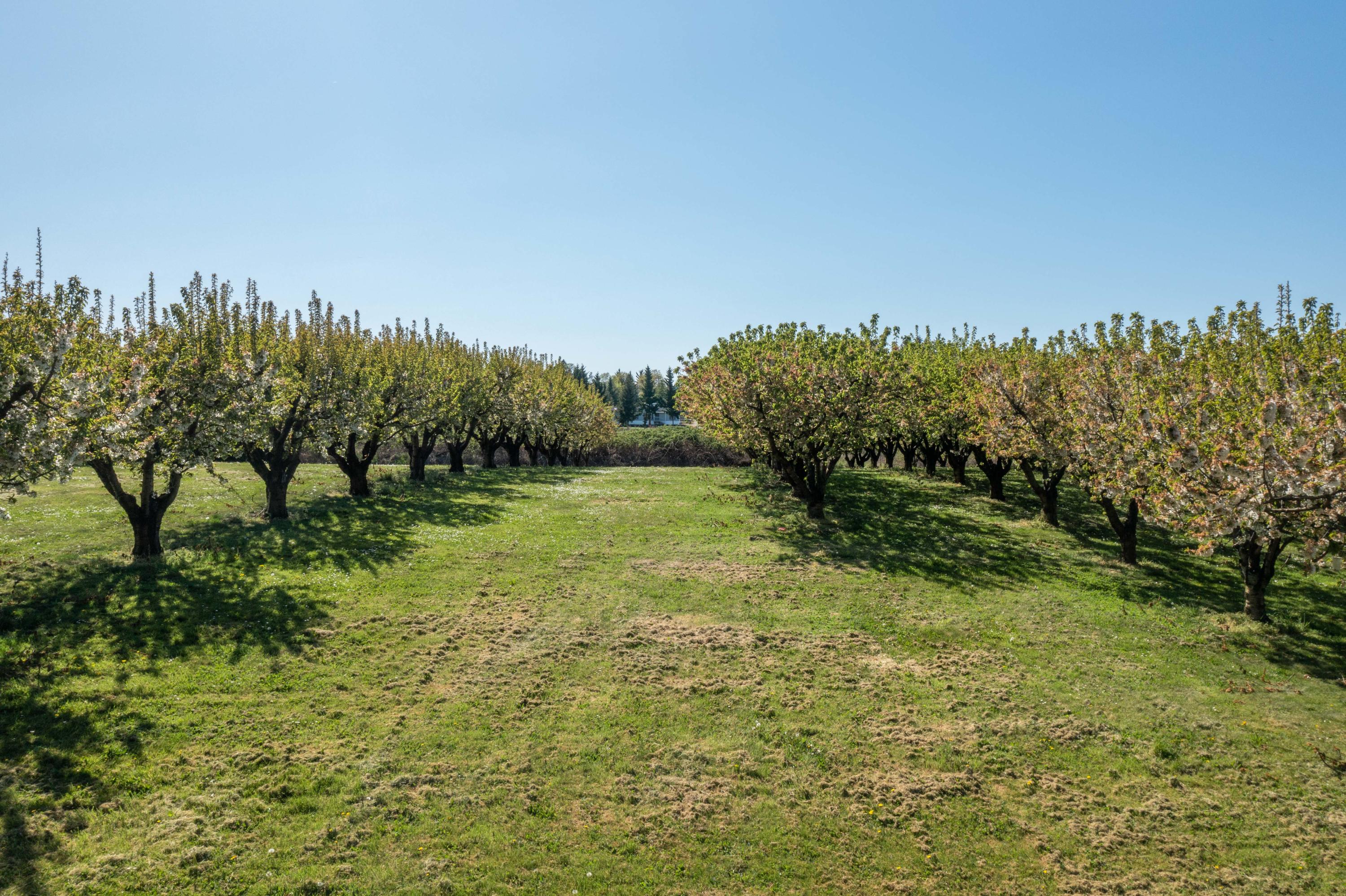 Civil Bend Orchard Tracts - Residential