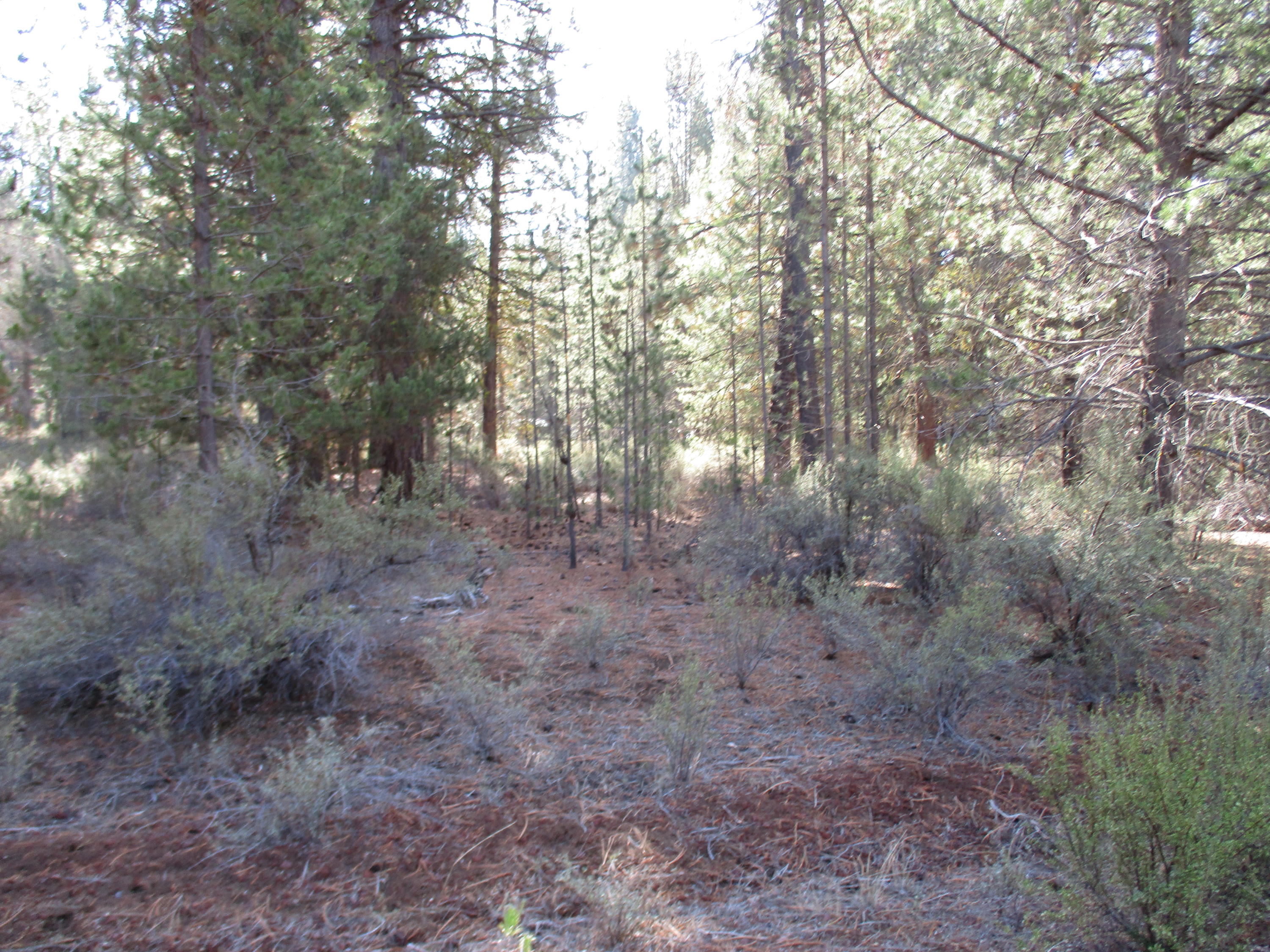 Sprague River Pines - Land