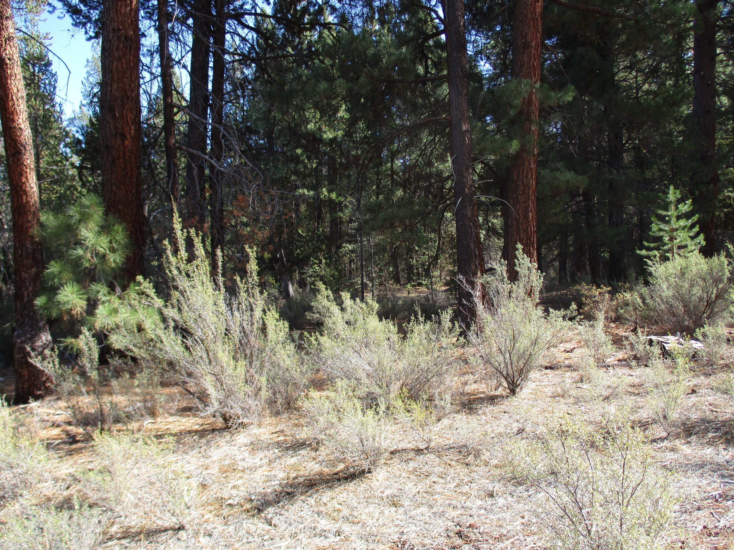 Sprague River Pines - Land