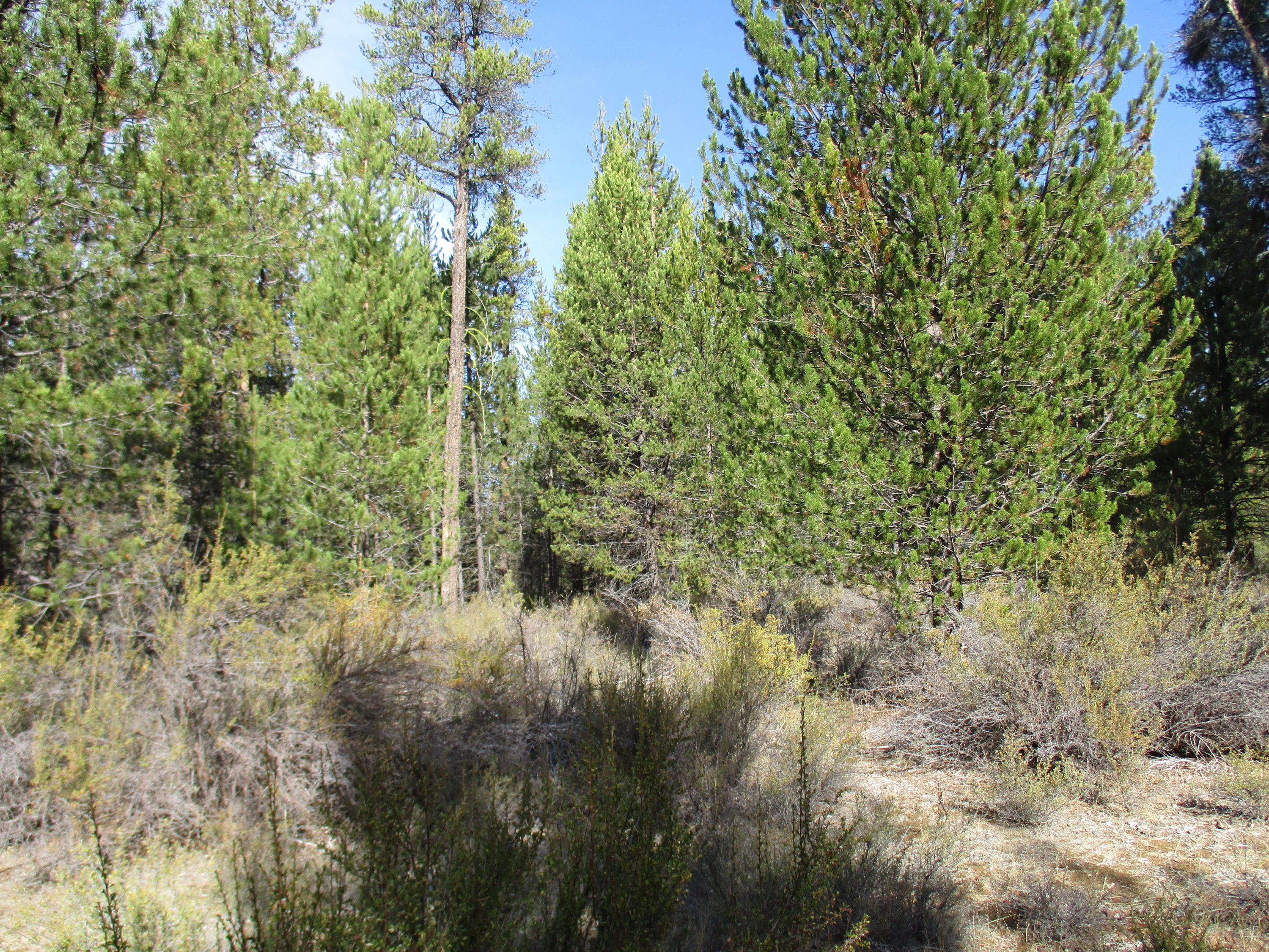 Sprague River Pines - Land