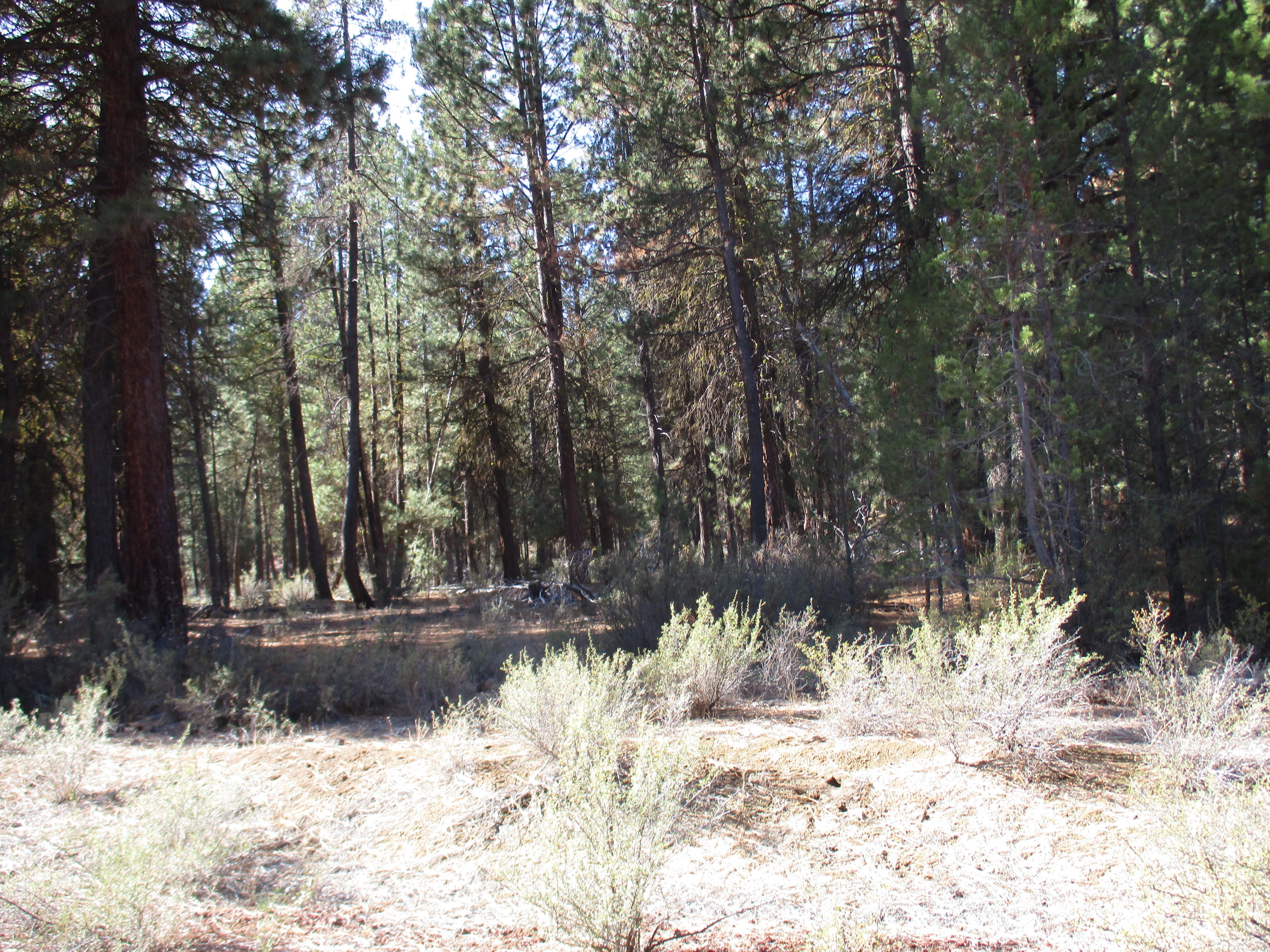 Sprague River Pines - Land
