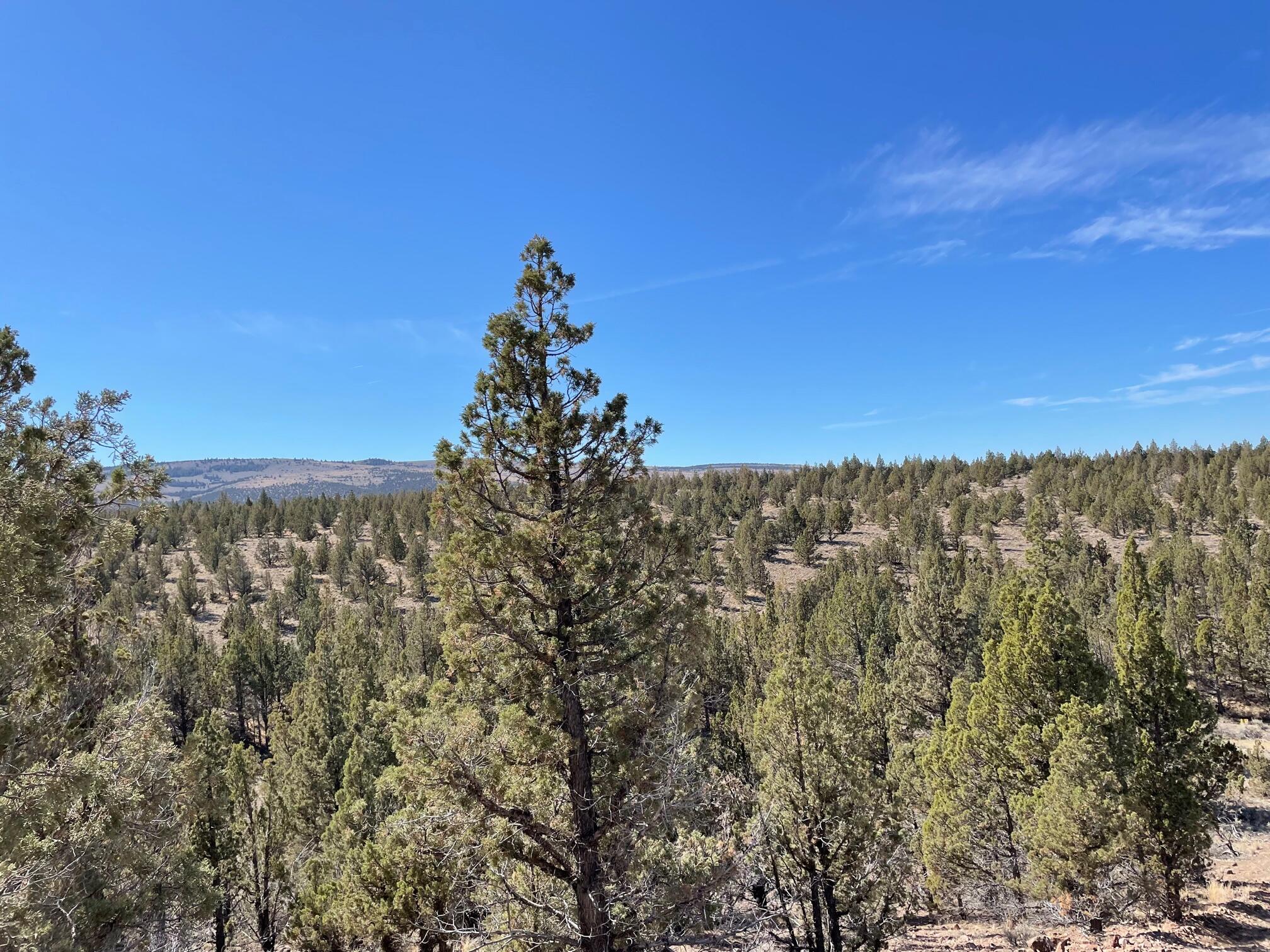 Juniper Acres - Land