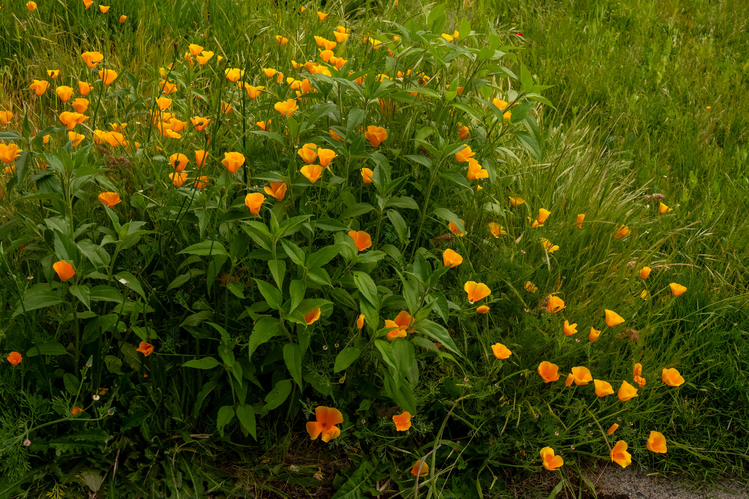 Grants Pass Original Townsite - Residential