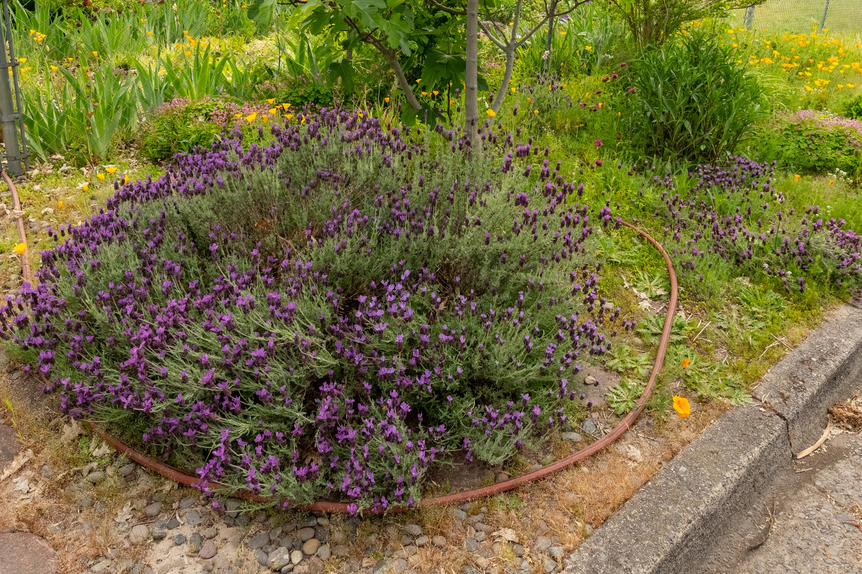 Grants Pass Original Townsite - Residential