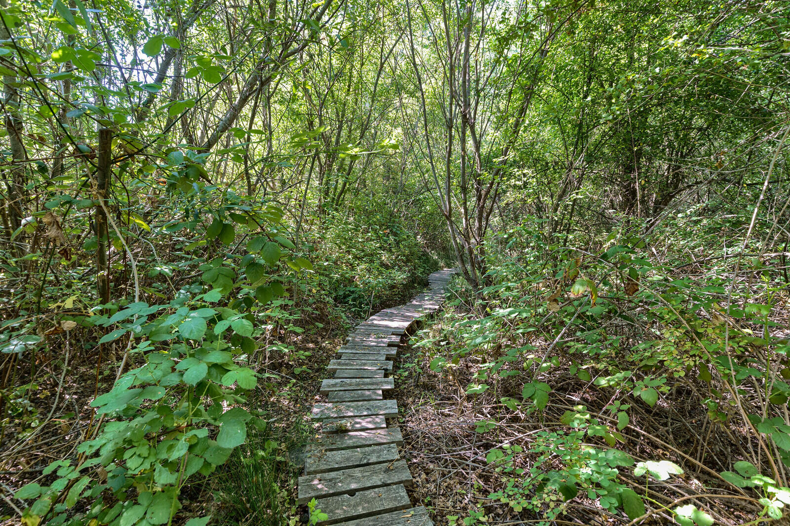 Sunny Oaks Subdivision - Residential