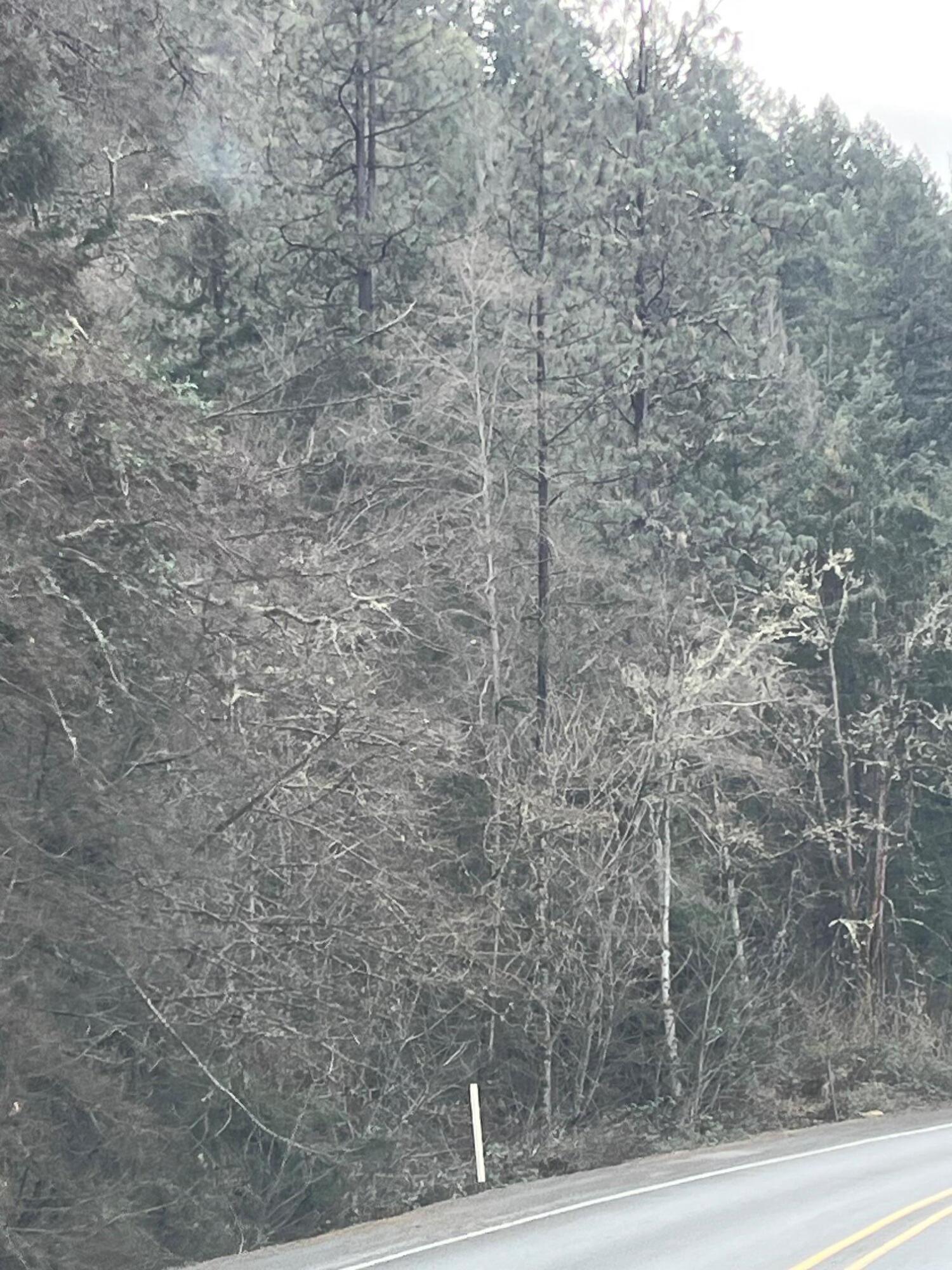 Rogue River Highway 1600