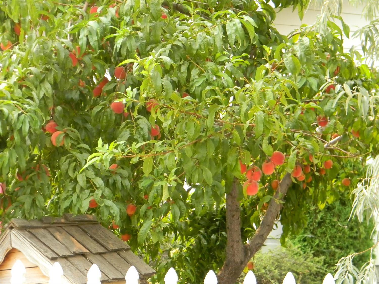 Hillman - Residential