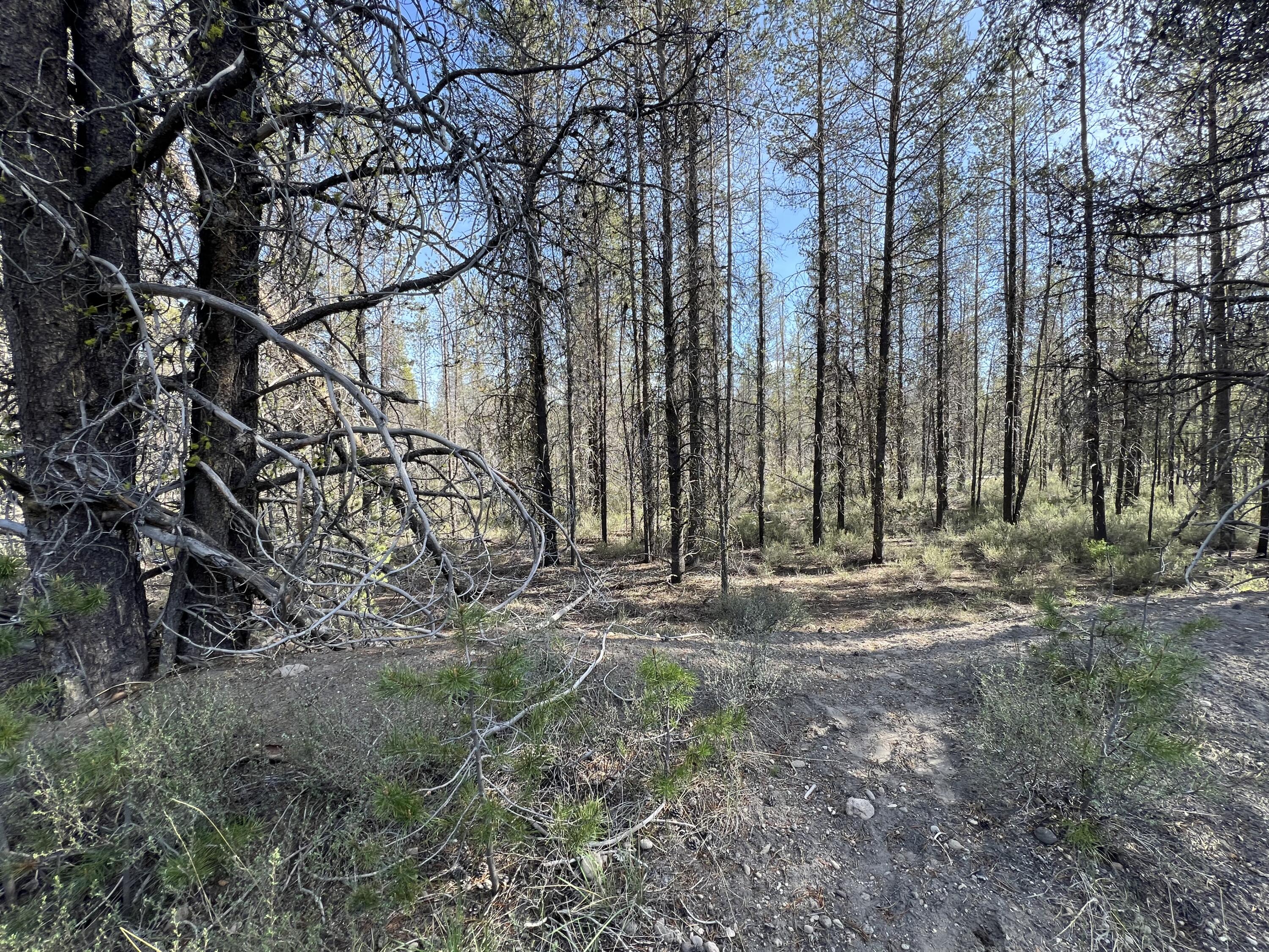 Mt. Scott Meadow - Land