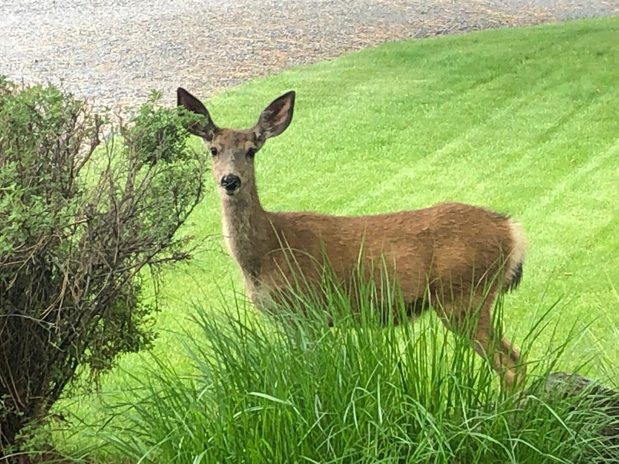Anderson Acres - Residential