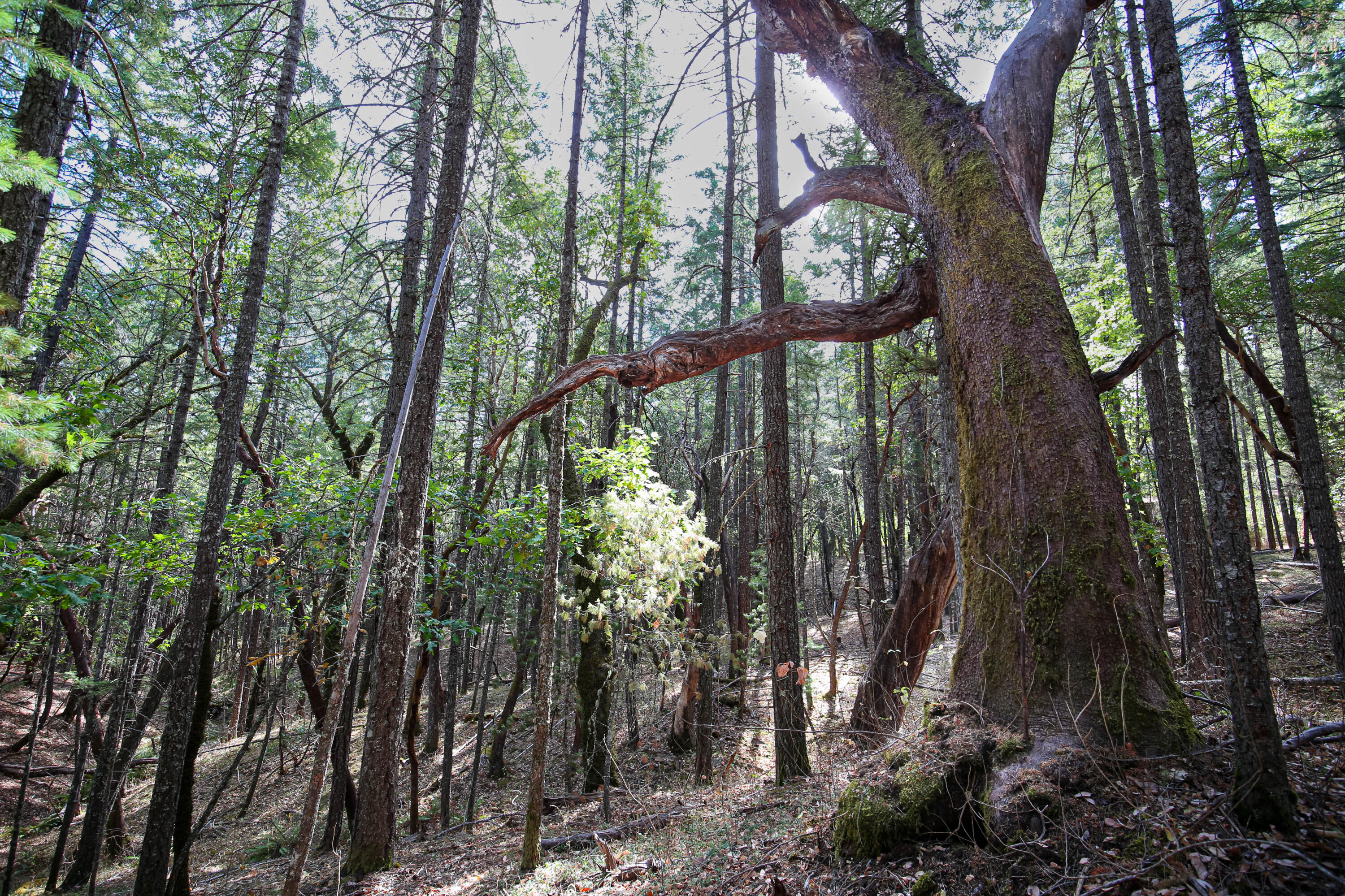 Merlin Townsite - Land