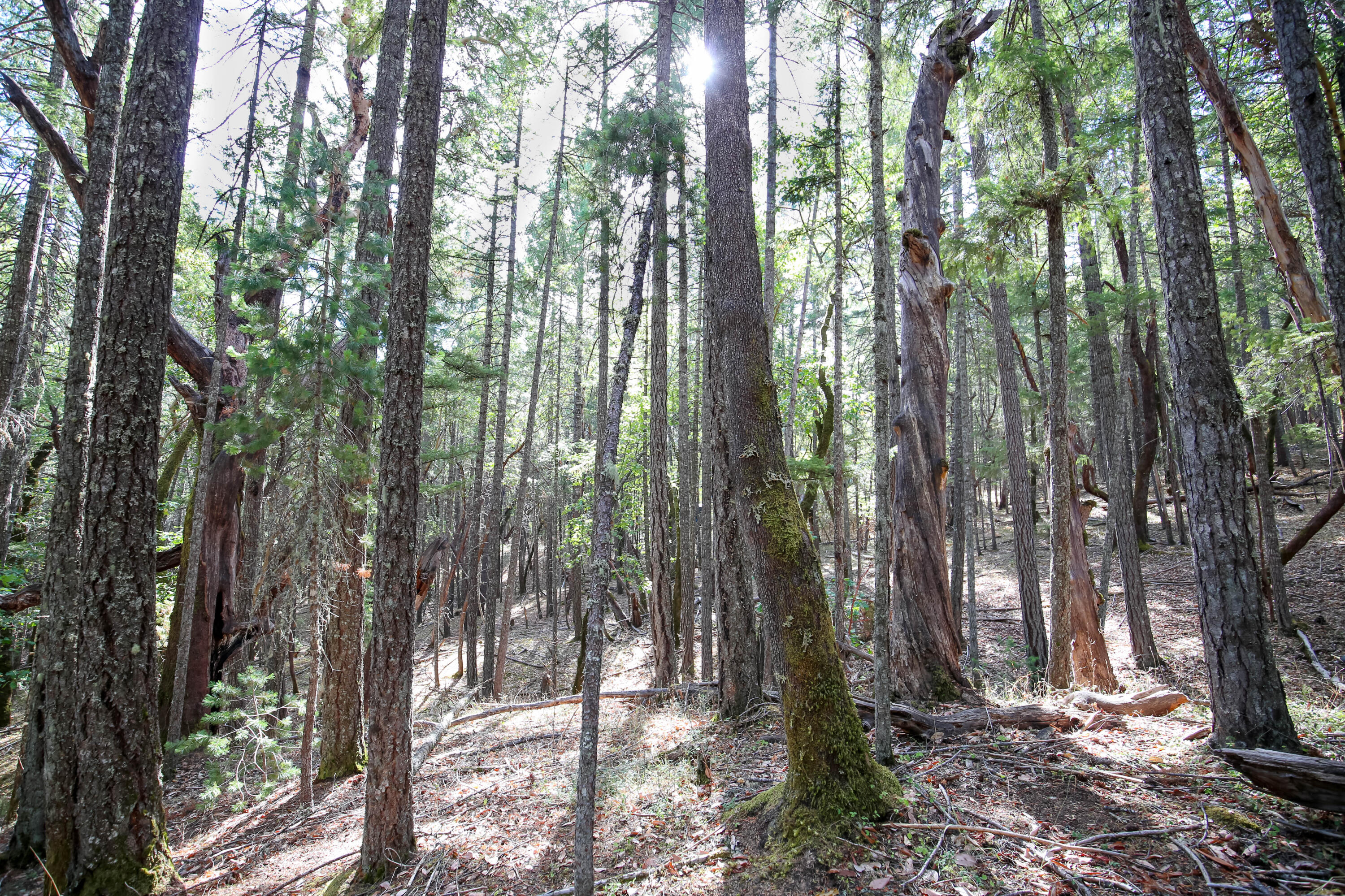 Merlin Townsite - Land