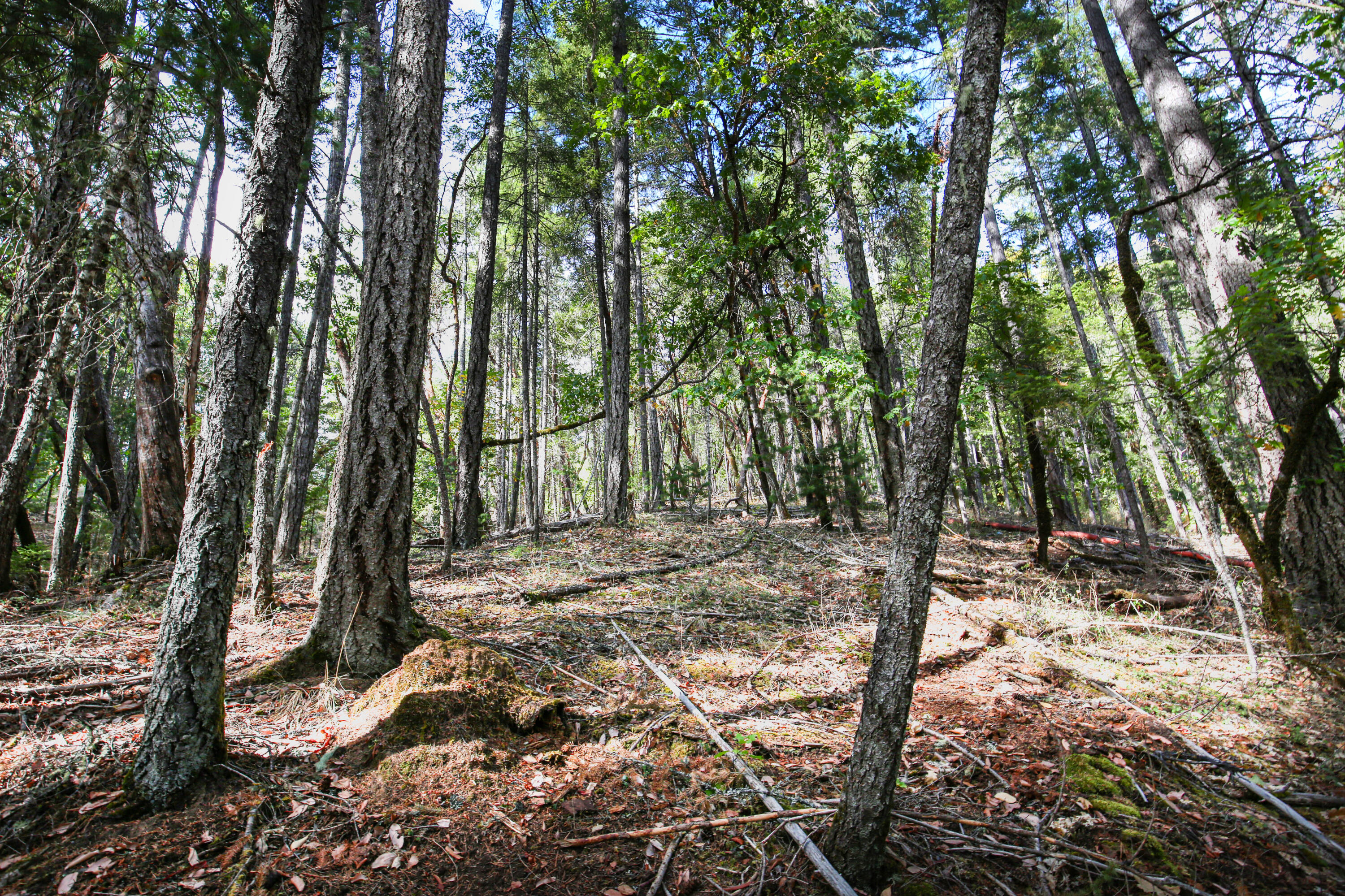 Merlin Townsite - Land