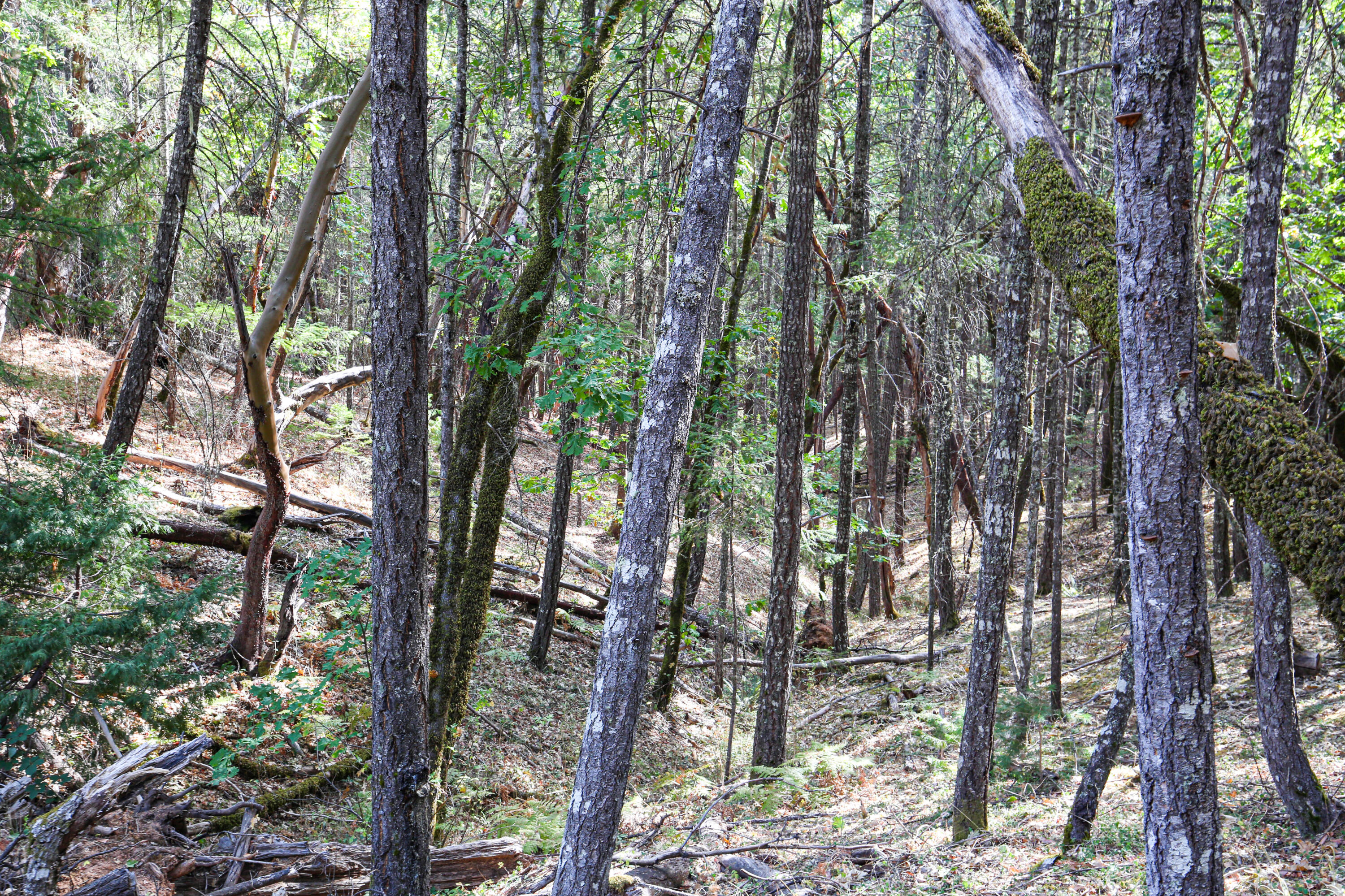 Merlin Townsite - Land