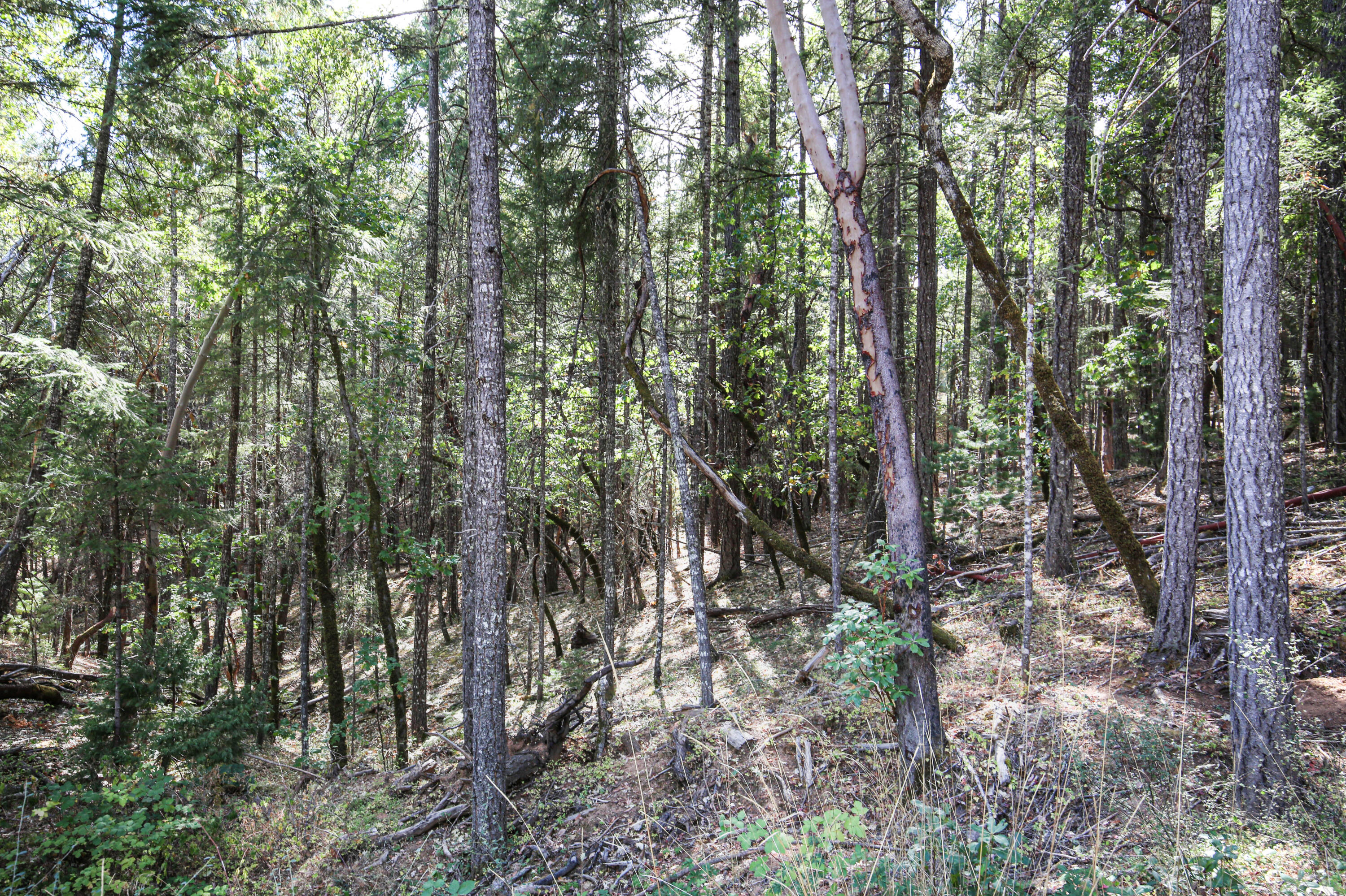 Merlin Townsite - Land