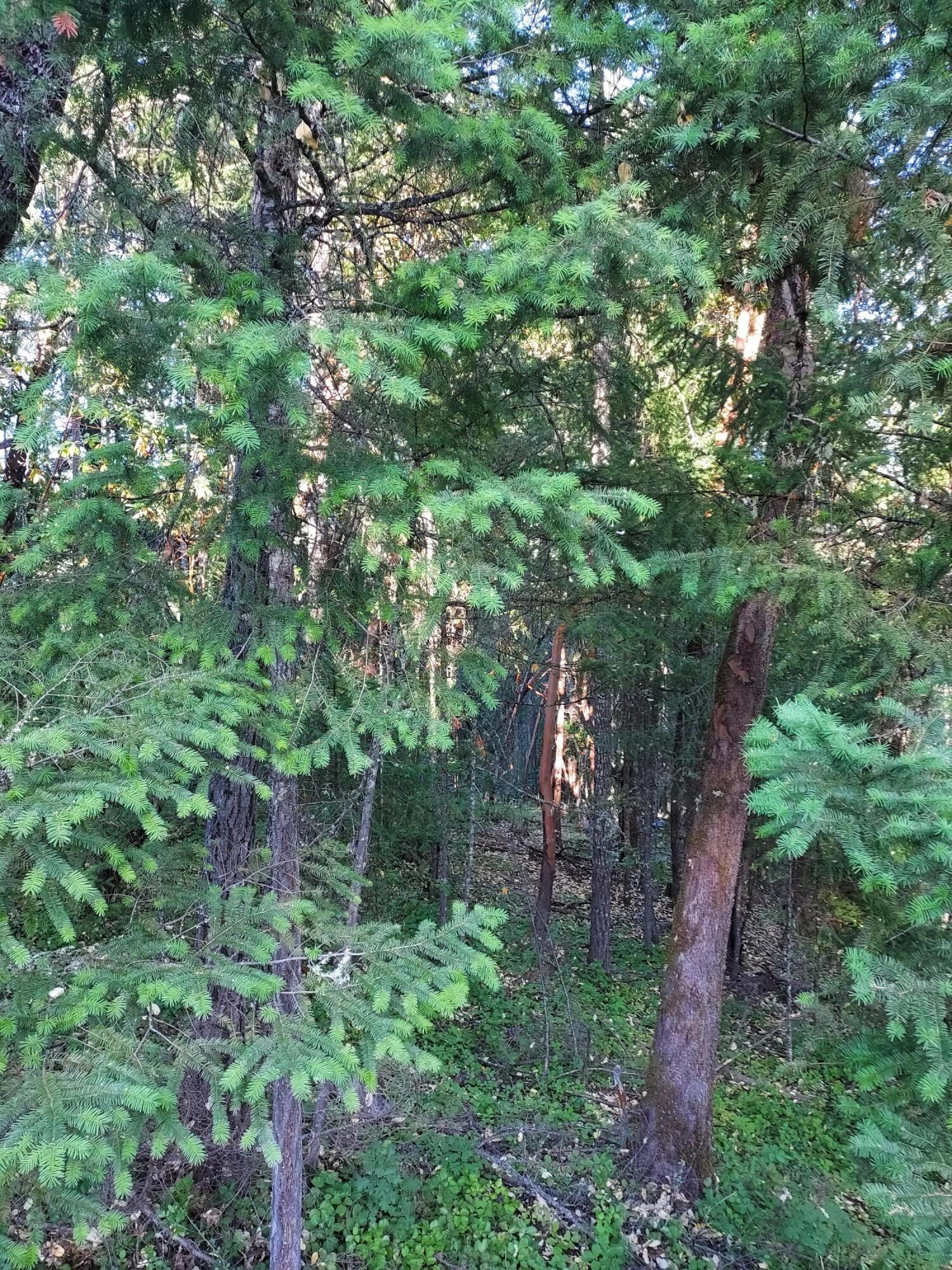 Merlin Townsite - Land