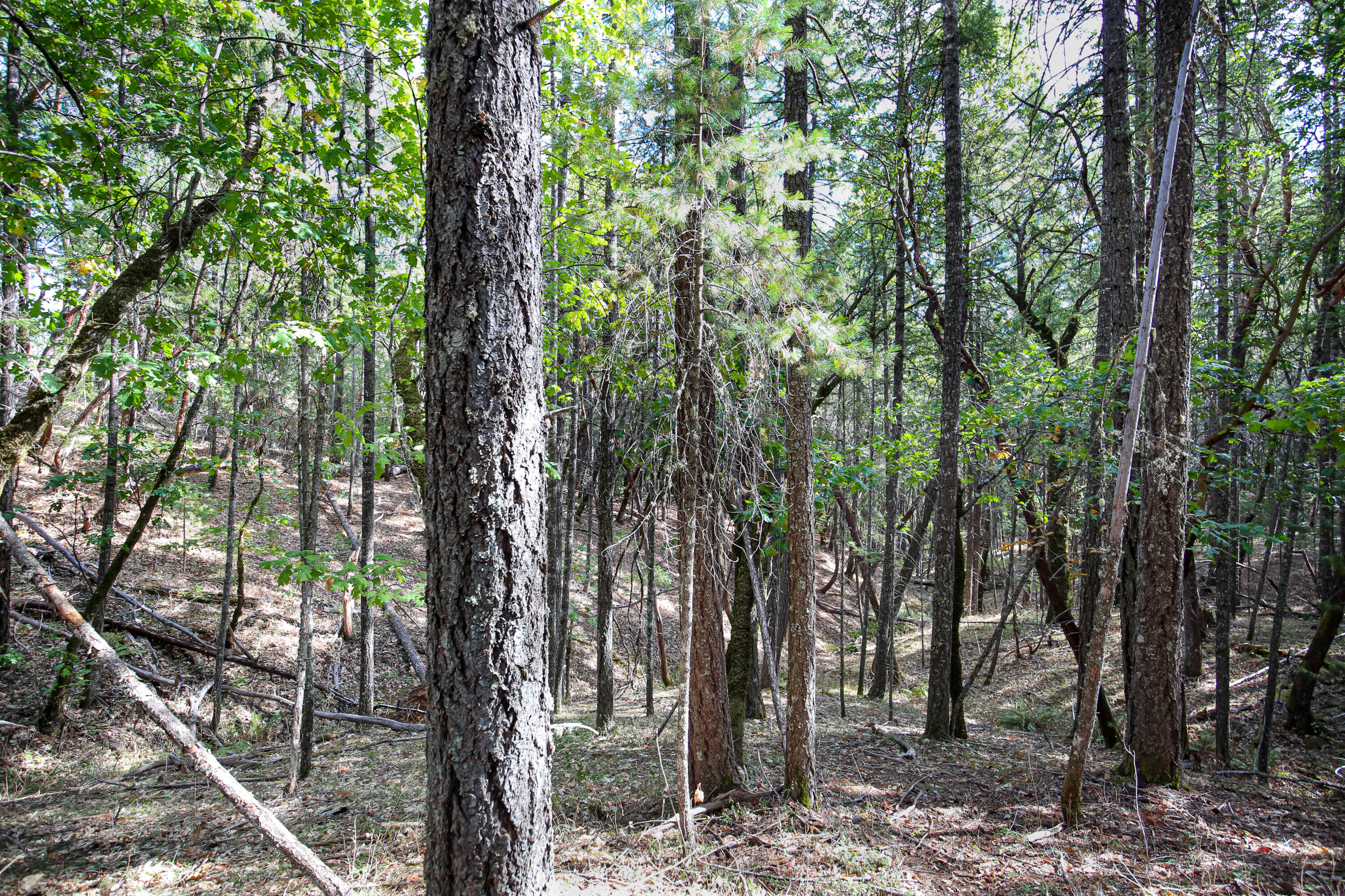 Merlin Townsite - Land