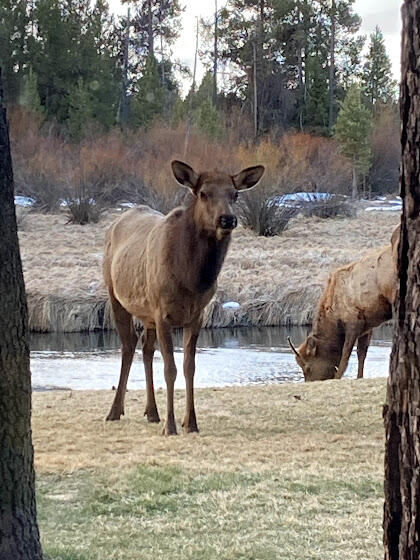 River Forest Acres - Residential