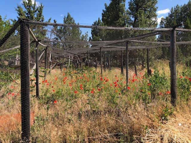 Redmond Townsite - Land