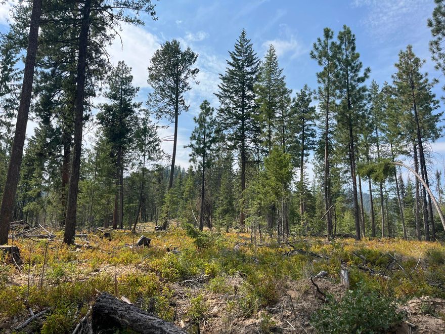 Very hard to find property!! Bear Creek North is a 160 acre timbered parcel completely surrounded by USFS.  The property has a road across it and has year round live water with Bear Creek running through it.  Good access off of Highway 395.  Located about 10 miles north of Mount Vernon, OR.  Elk and deer frequent the property.  Qualifies for 2 LOP tags for elk and 2 LOP tags for deer in the Northside hunting unit.  Grant County Oregon is known for its big game hunting and properties like this are why.