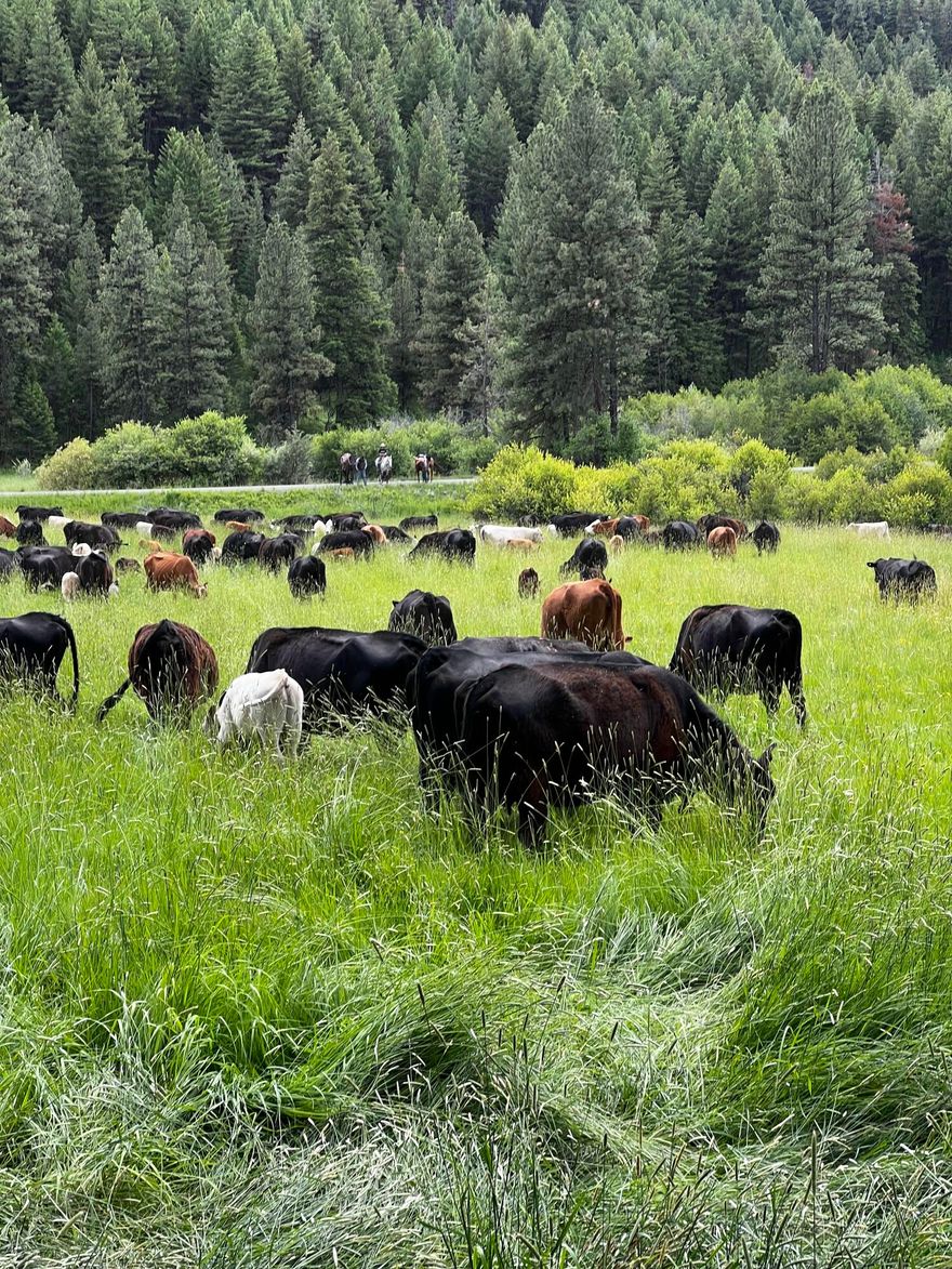 East Beech Creek is a great opportunity to acquire a 20,846 acre summer ranch that provides additional grazing for approximately 200 cow/calf pairs.  The ranch has a set of corrals on a good USFS road that you can haul into and to get cattle in and out.  
Three adjacent USFS allotments are included in the purchase and allow grazing of 185 pairs from 6/11 - 10/25.  Total of 1260 +/- AUM's.  The ranch has multiple deeded pastures which total approximately 793 acres.  Great opportunity to expand an existing cattle ranching operation.  Outstanding elk and deer hunting on the deeded parcels.  Ranch qualifies for 2 LOP tags for elk and 2 LOP tags for deer.  The ranch has lots of timber and water to make it highly desirable for livestock and wildlife.