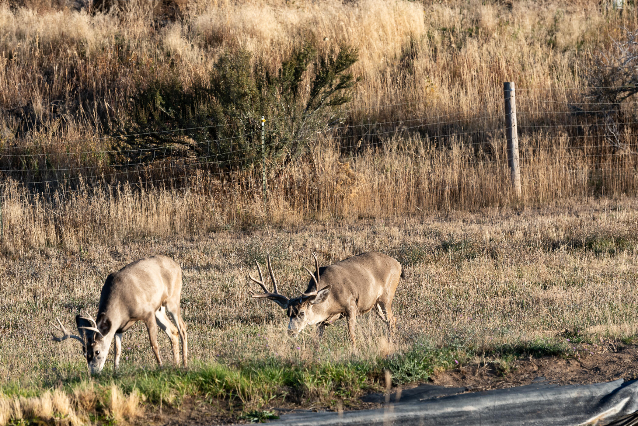 1880 Ranch - Residential