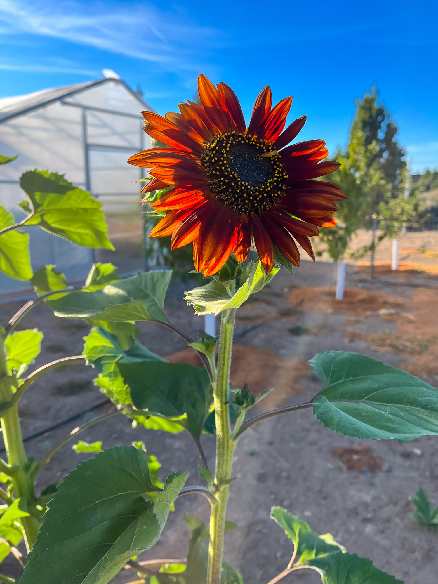 Plainview Est South - Residential