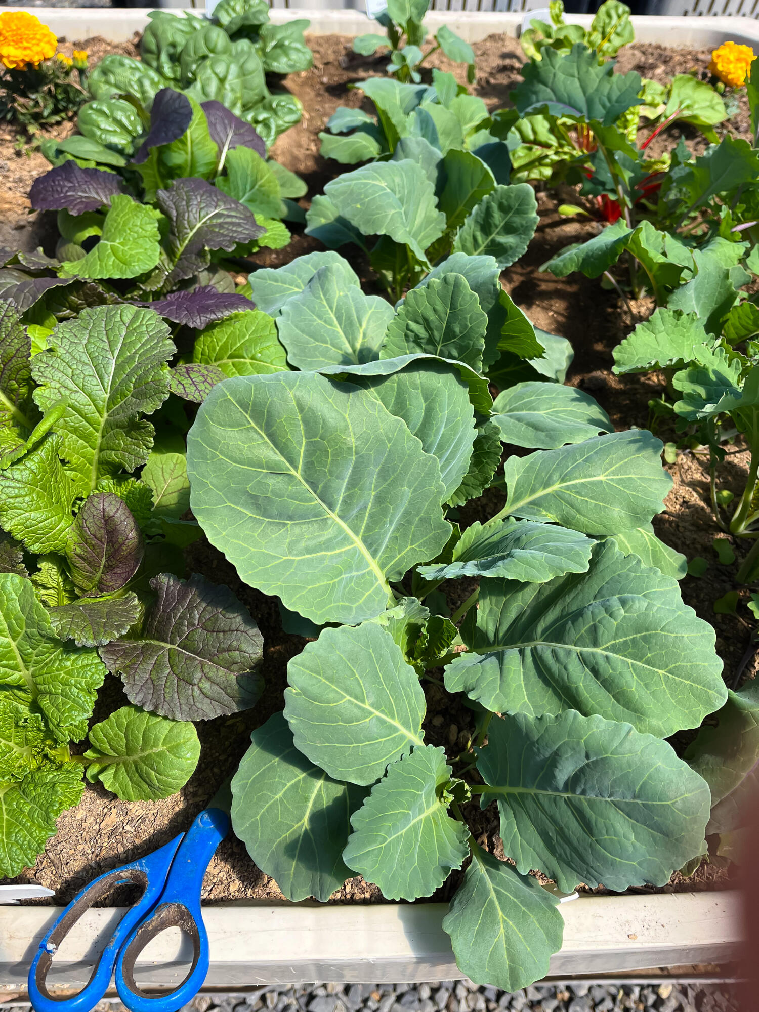 Plainview Est South - Residential