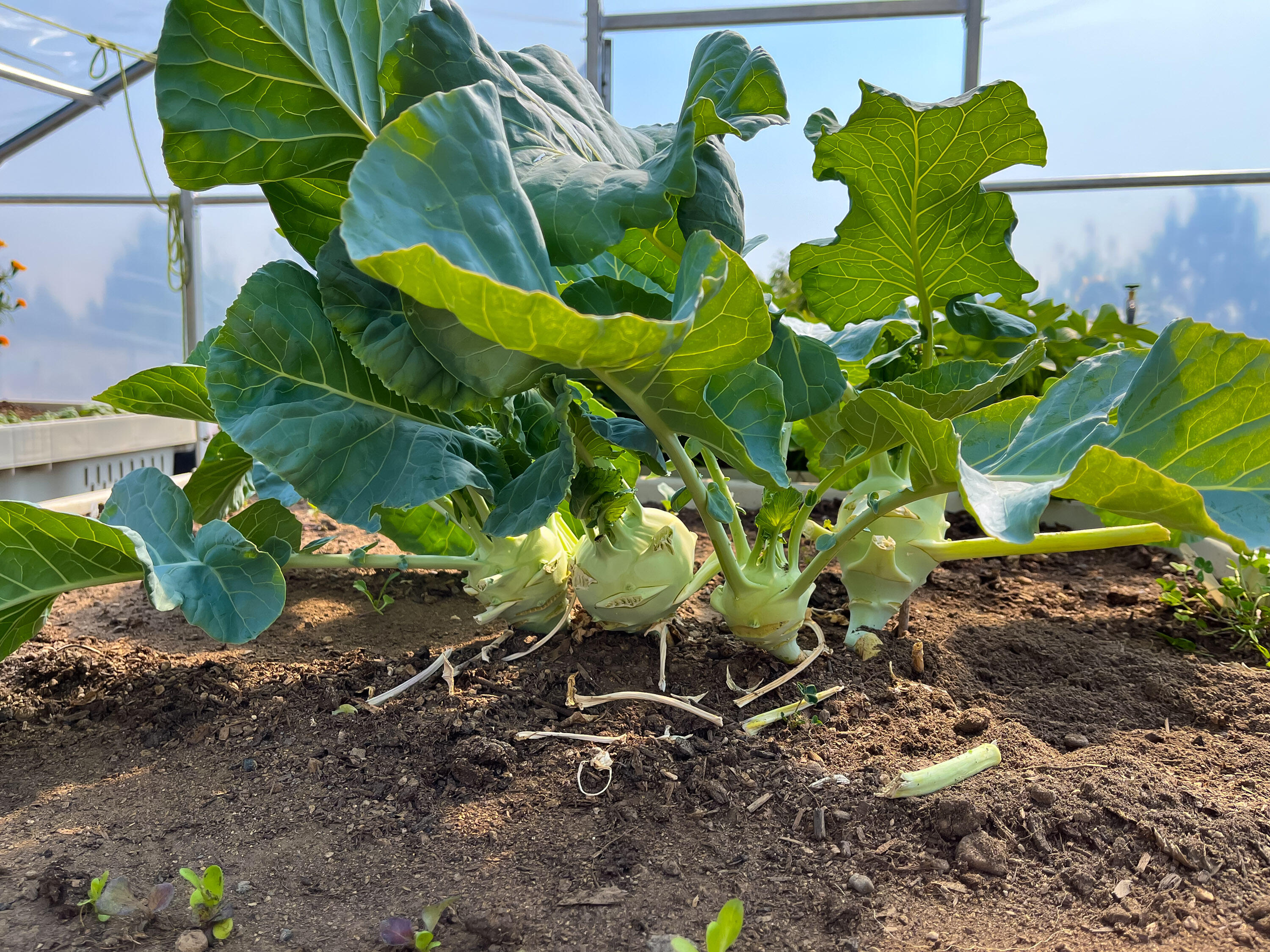 Plainview Est South - Residential