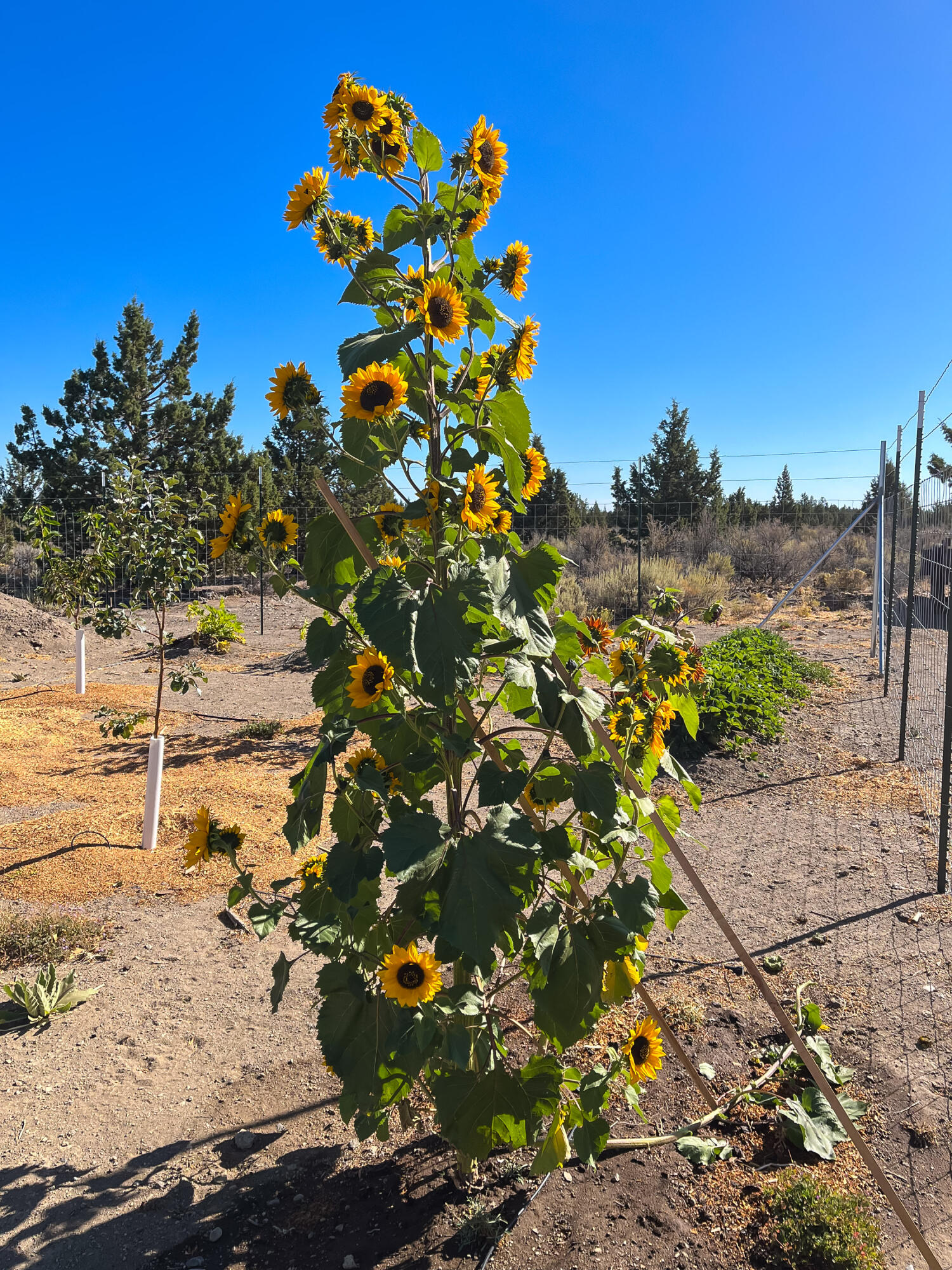 Plainview Est South - Residential