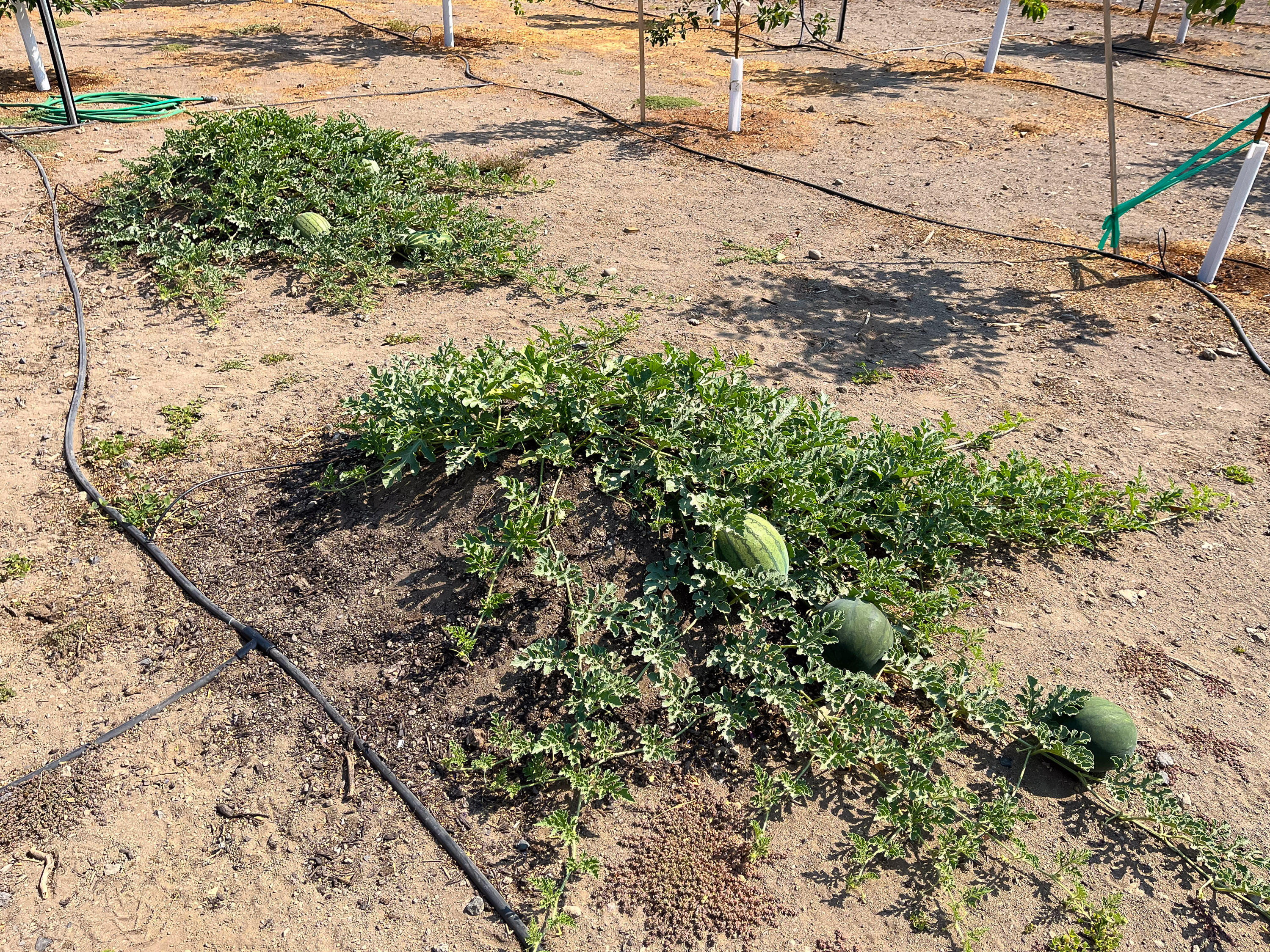 Plainview Est South - Residential