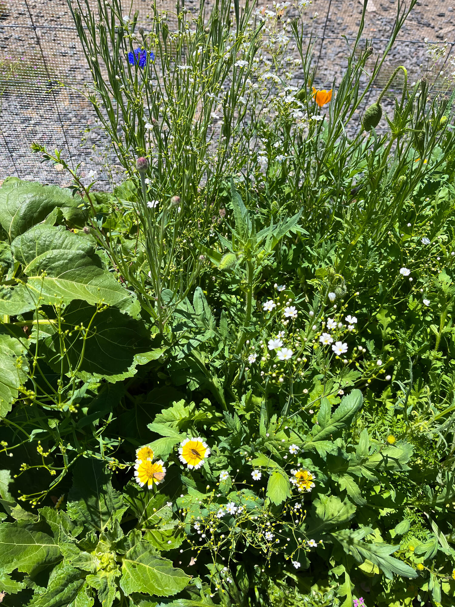 Plainview Est South - Residential