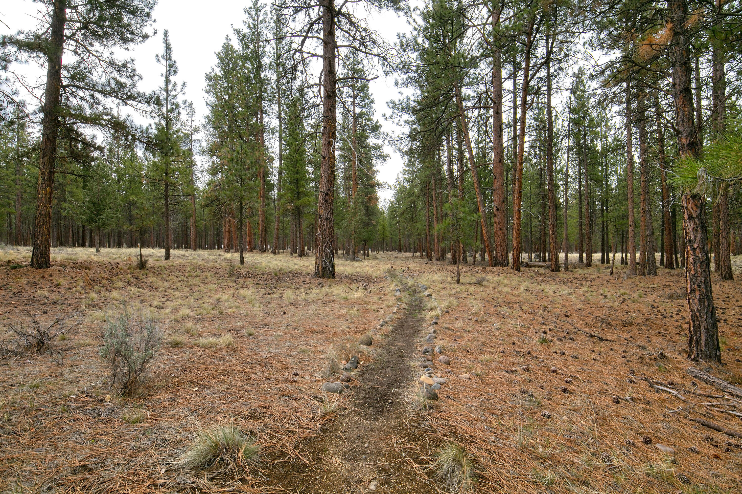 Coyote Springs - Residential