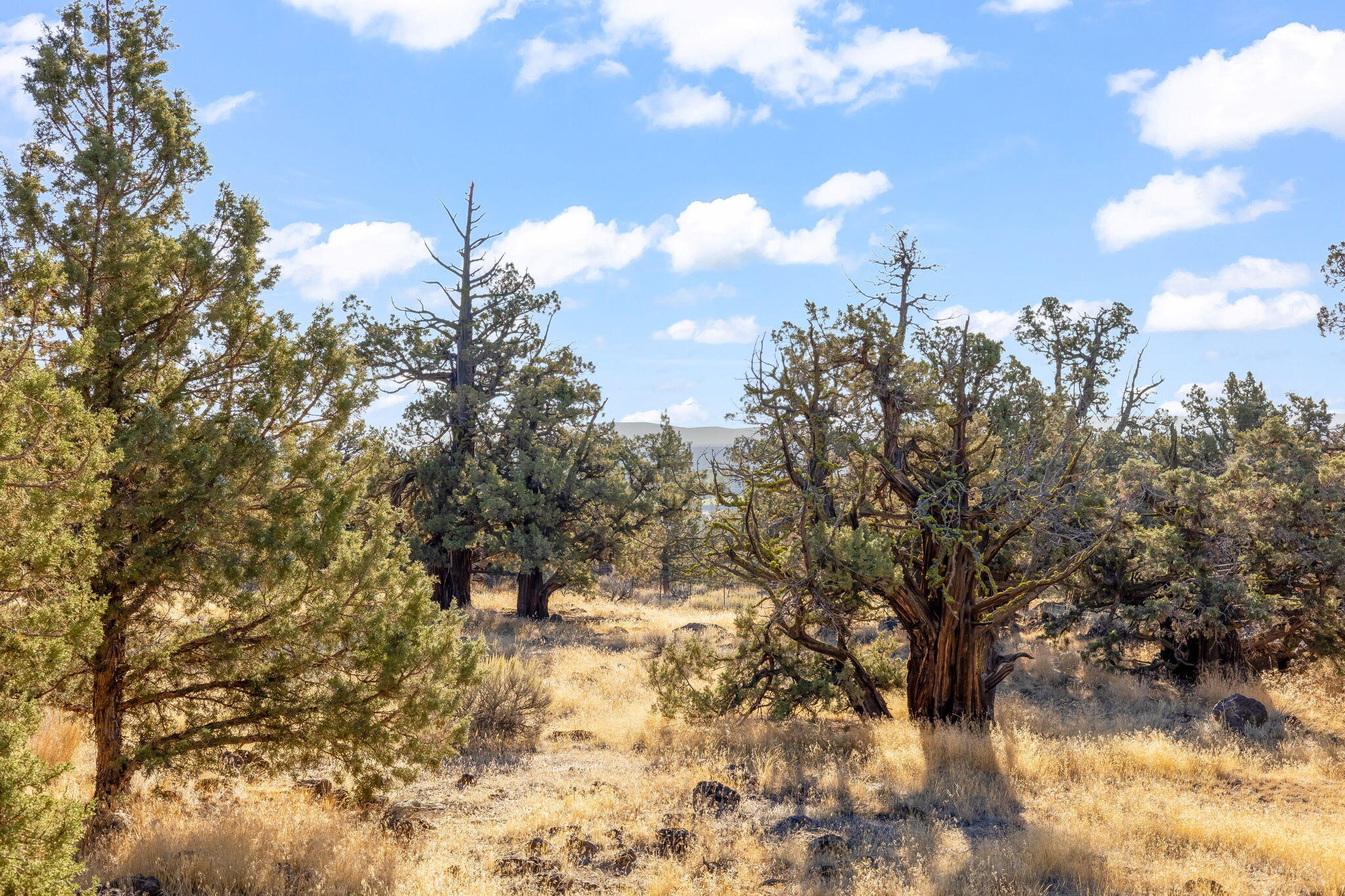 Whispering Pines - Residential