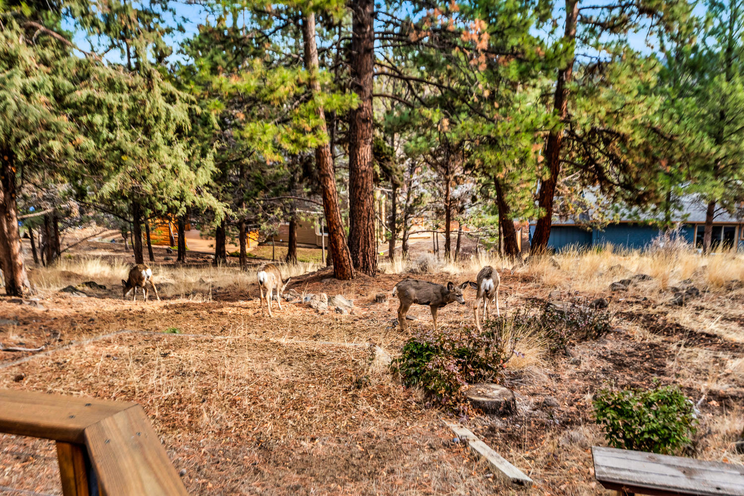 Bend View - Residential