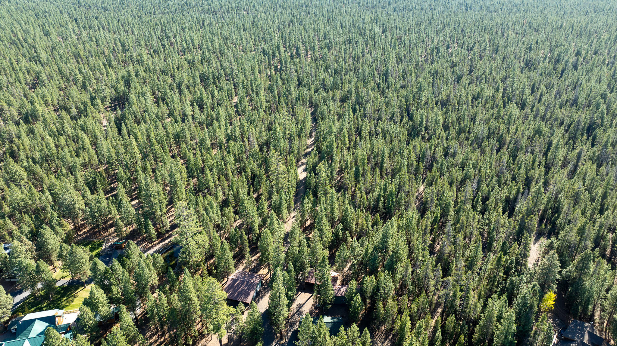 Ponderosa Pines - Residential