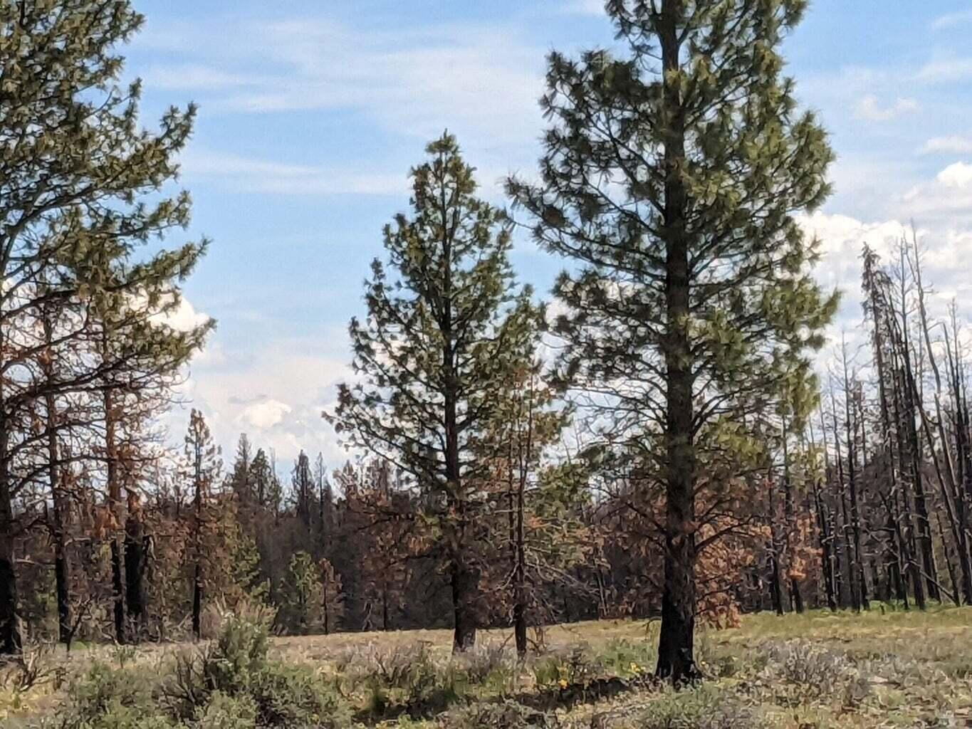 Klamath Falls Forest Estates -Hwy 66 Unit -Plat No. 1 - Land