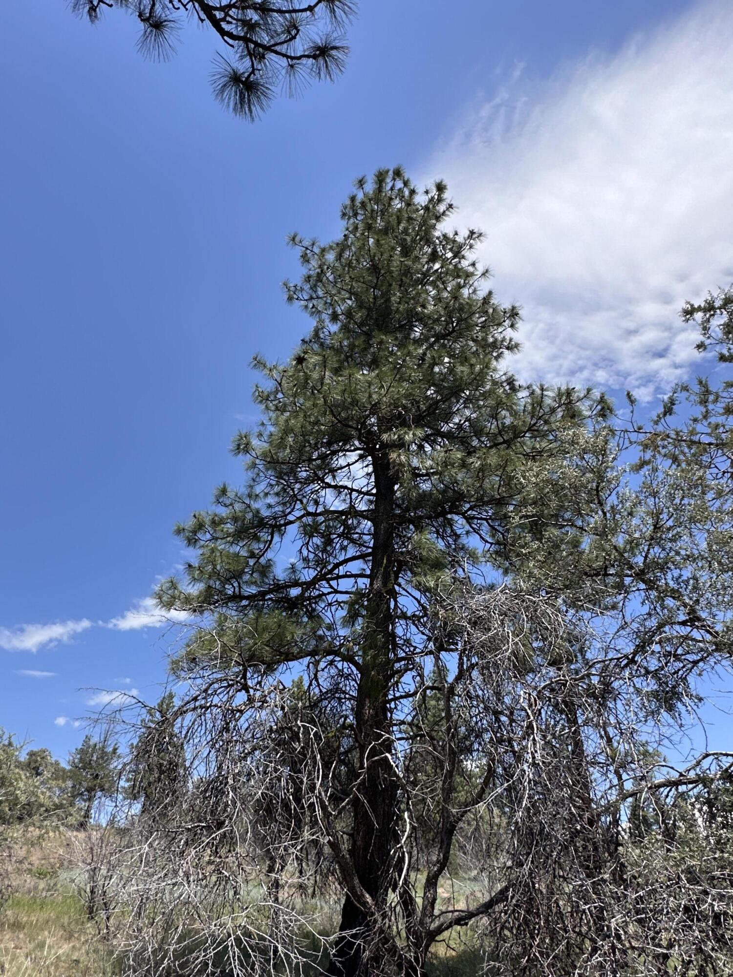 Klamath Falls Forest Estates Hwy 66 Unit Plat 4 - Land