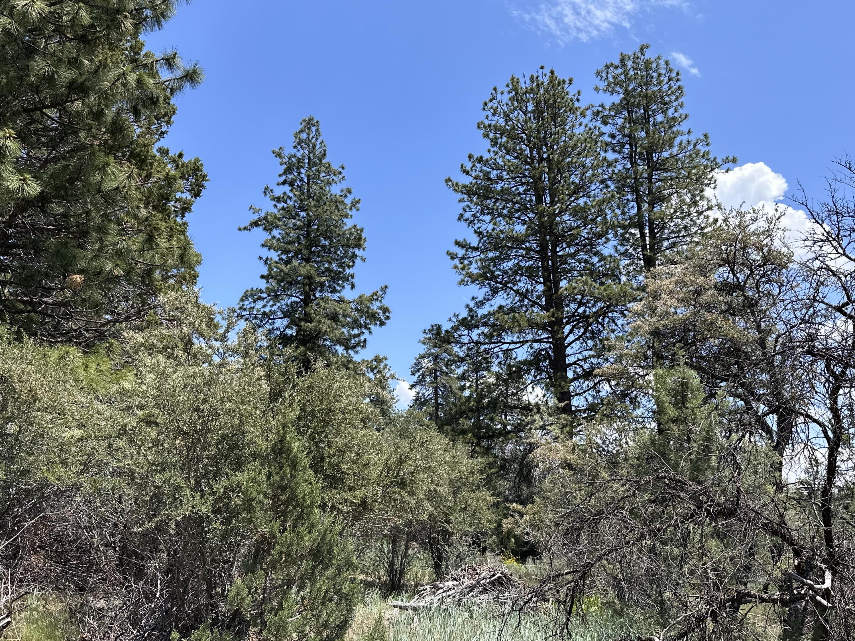 Klamath Falls Forest Estates Hwy 66 Unit Plat 4 - Land