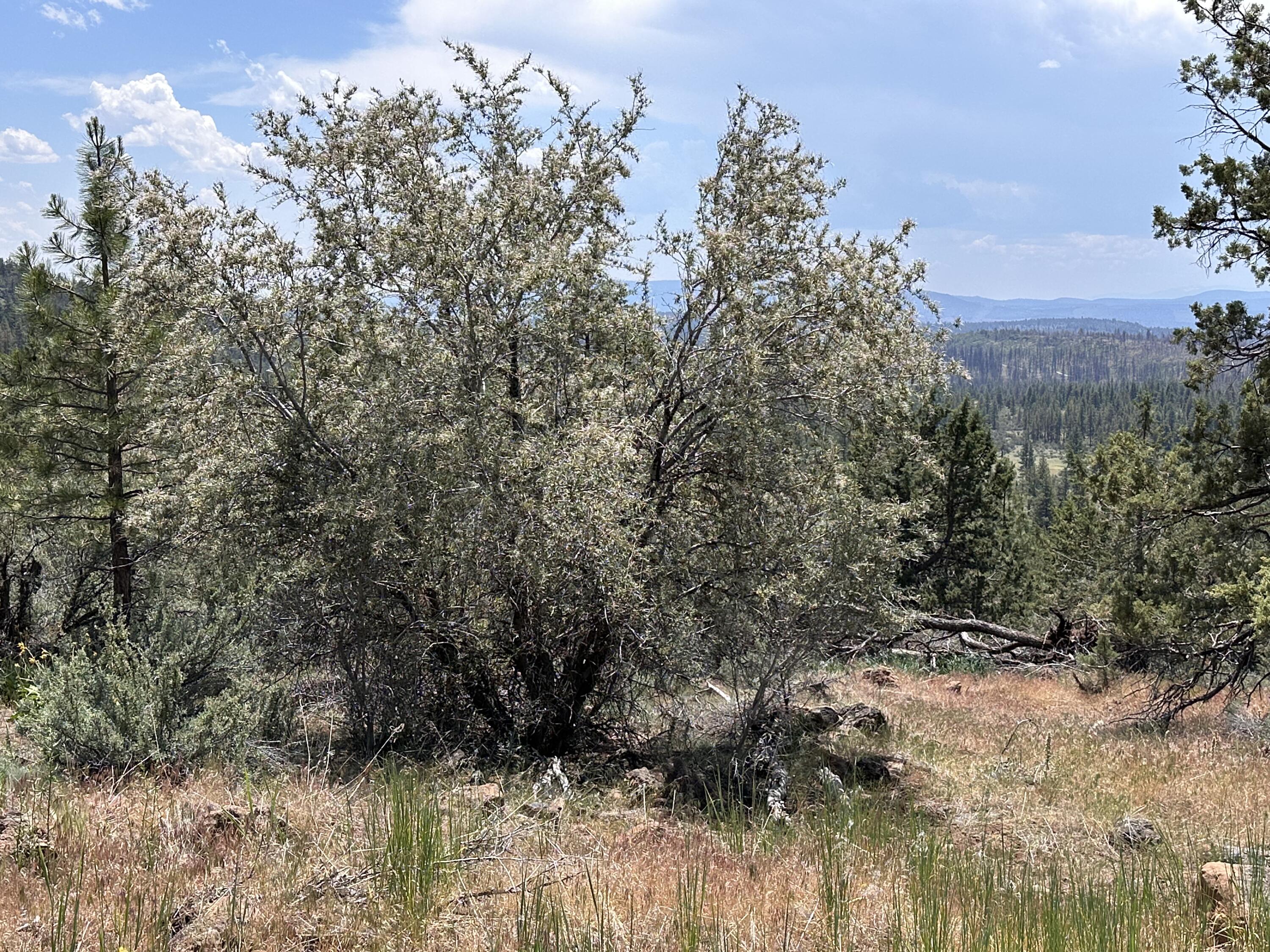 Klamath Falls Forest Estates Hwy 66 Unit Plat 4 - Land